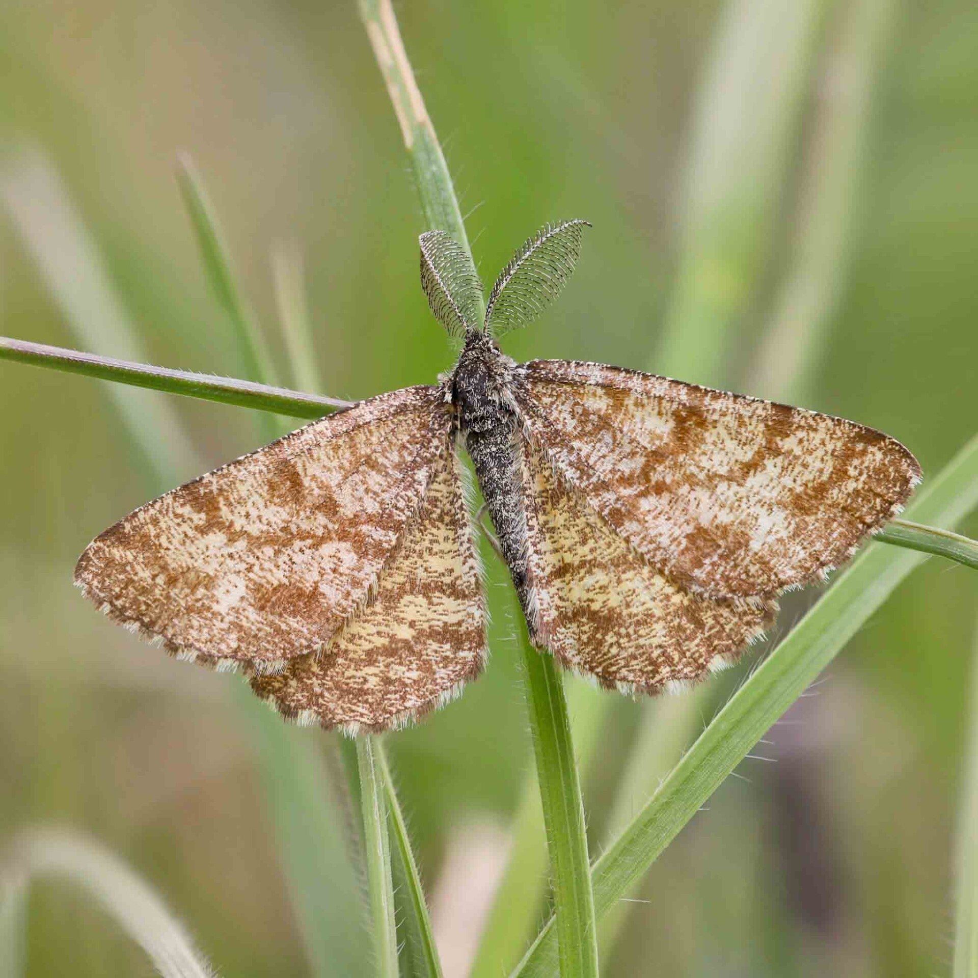 wir flattern auf heimische nachtfalter tagfalter raupen nahrungspflanzen österreich petra urbanek inge biller sabine gasparitz wirflatternauf bugs-team