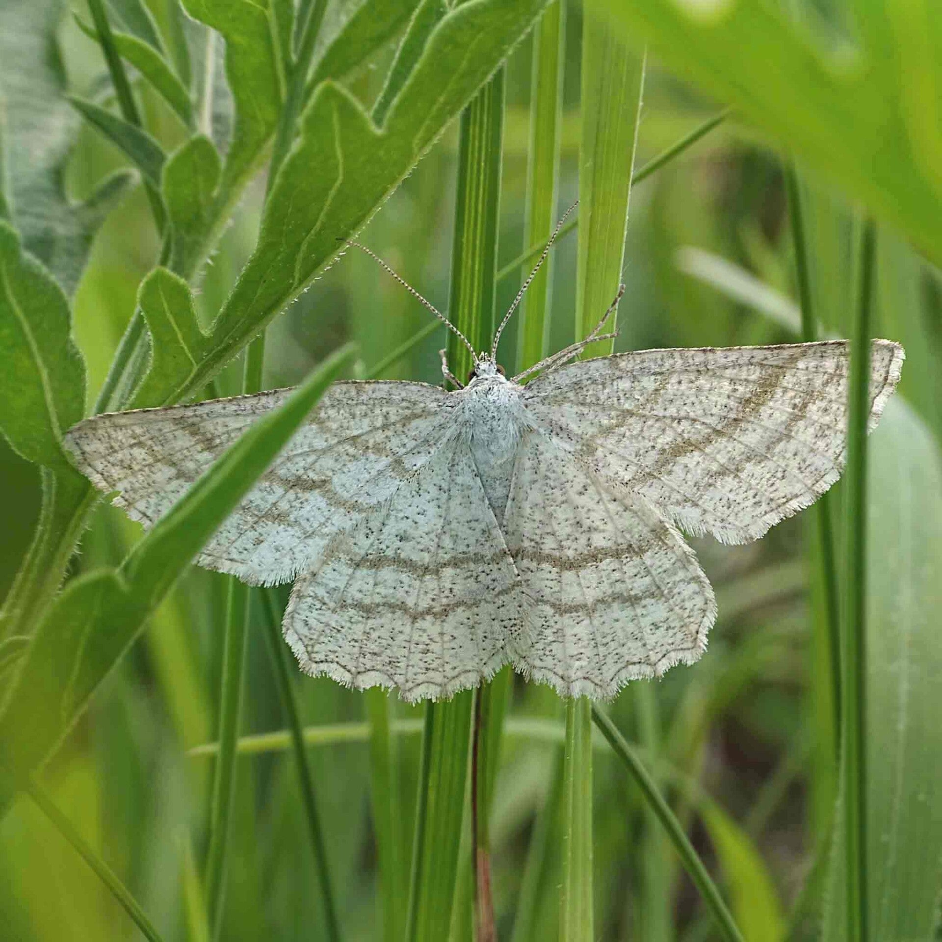 wir flattern auf heimische nachtfalter tagfalter raupen nahrungspflanzen österreich petra urbanek inge biller sabine gasparitz wirflatternauf bugs-team