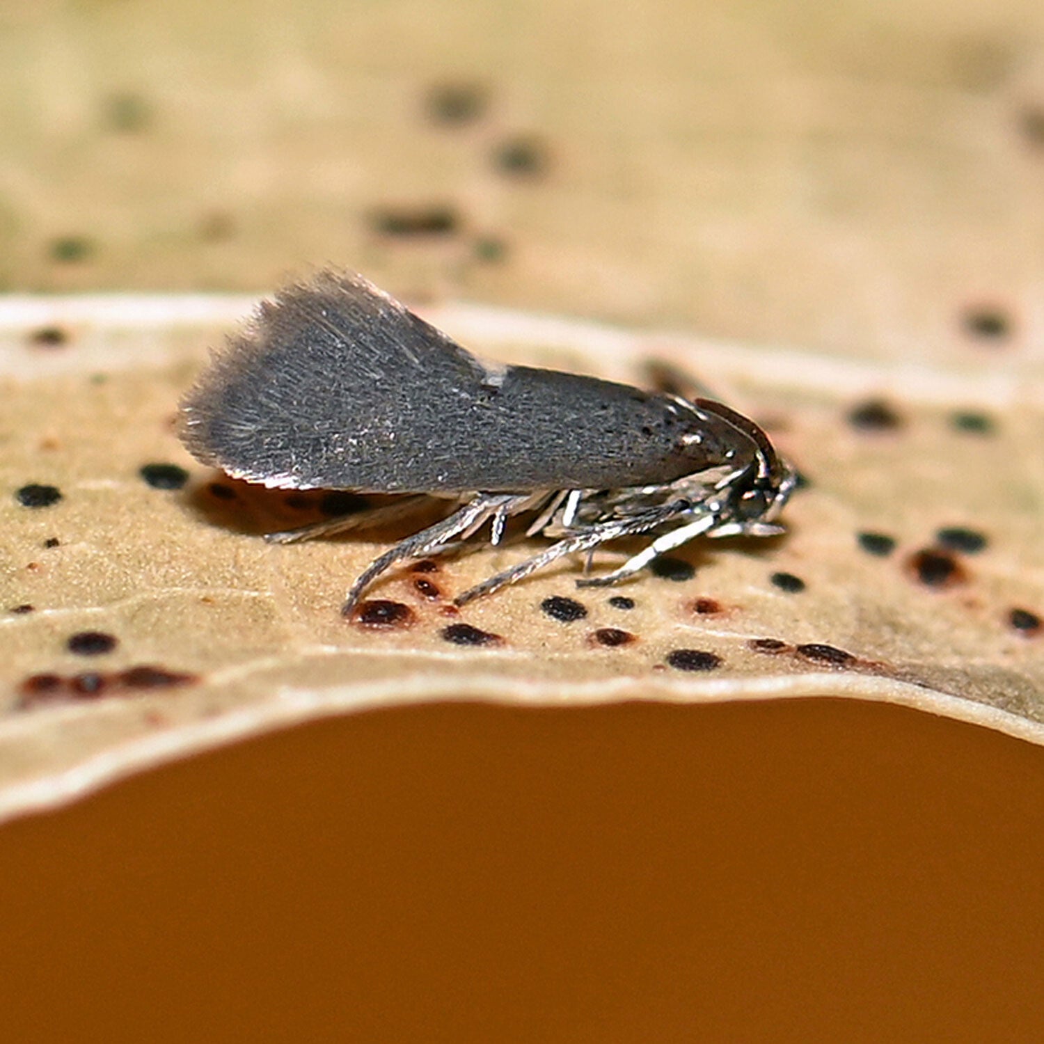wir flattern auf heimische nachtfalter tagfalter raupen nahrungspflanzen österreich petra urbanek inge biller sabine gasparitz wirflatternauf bugs-team