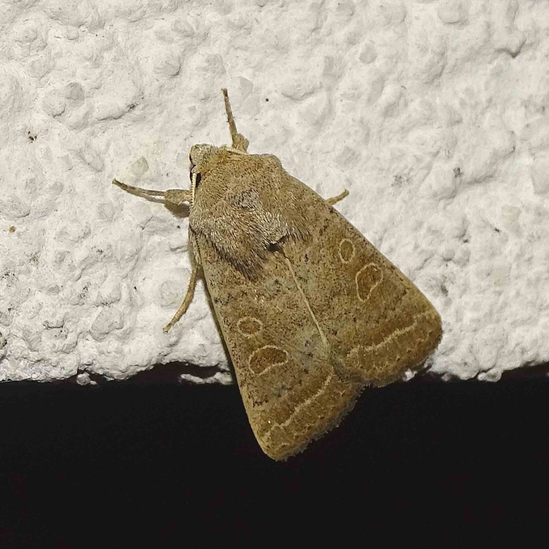 wir flattern auf heimische nachtfalter tagfalter raupen nahrungspflanzen österreich petra urbanek inge biller sabine gasparitz wirflatternauf bugs-team