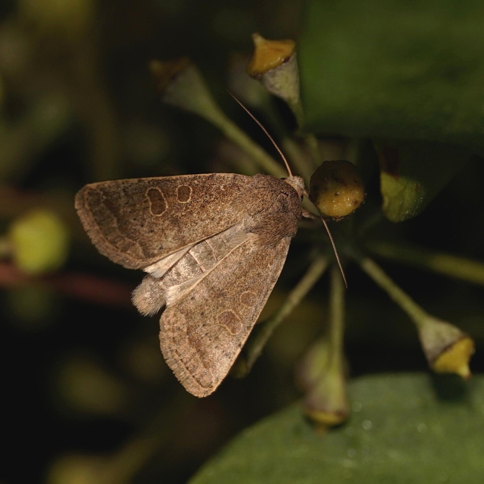 wir flattern auf heimische nachtfalter tagfalter raupen nahrungspflanzen österreich petra urbanek inge biller sabine gasparitz wirflatternauf bugs-team