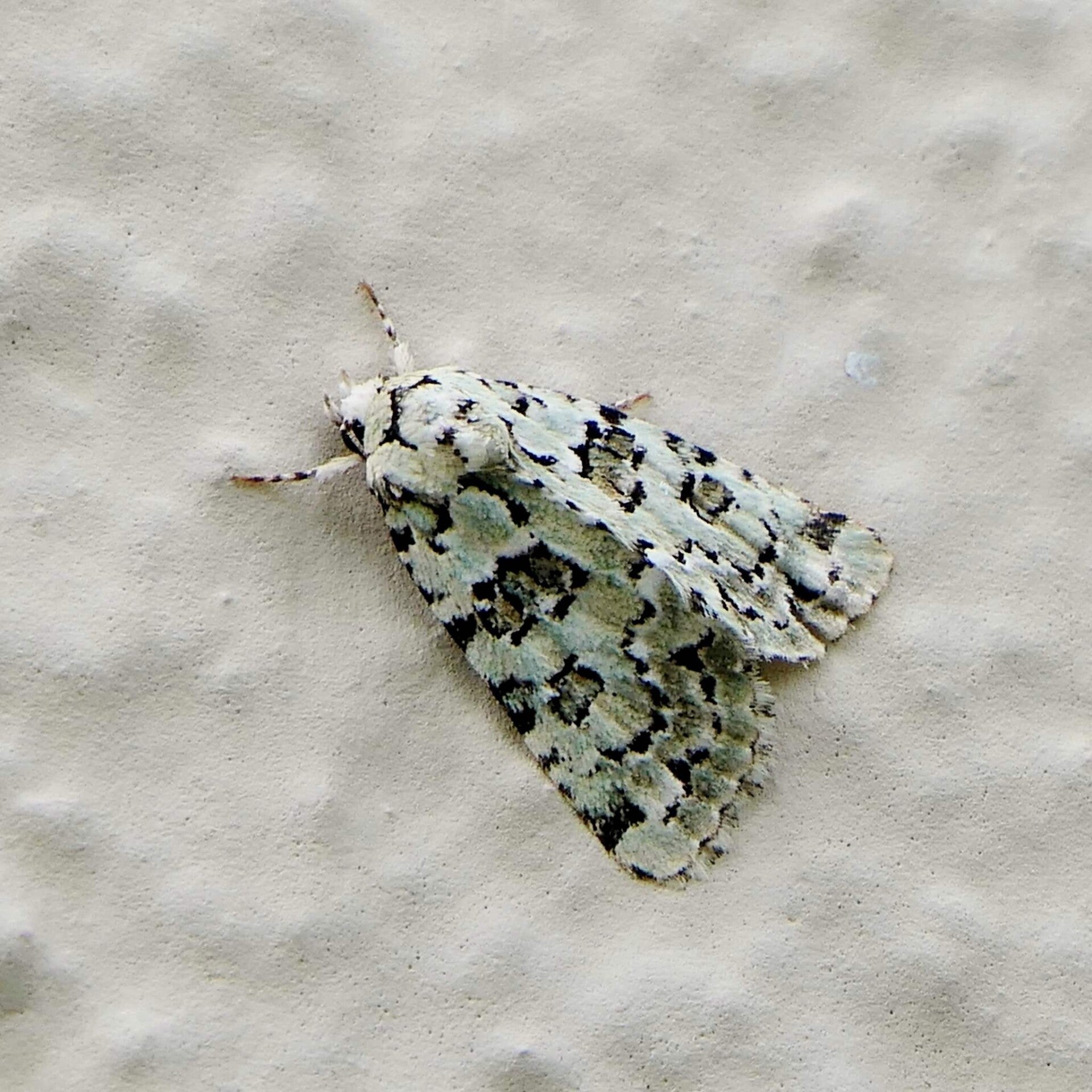 wir flattern auf heimische nachtfalter tagfalter raupen nahrungspflanzen österreich petra urbanek inge biller sabine gasparitz wirflatternauf bugs-team