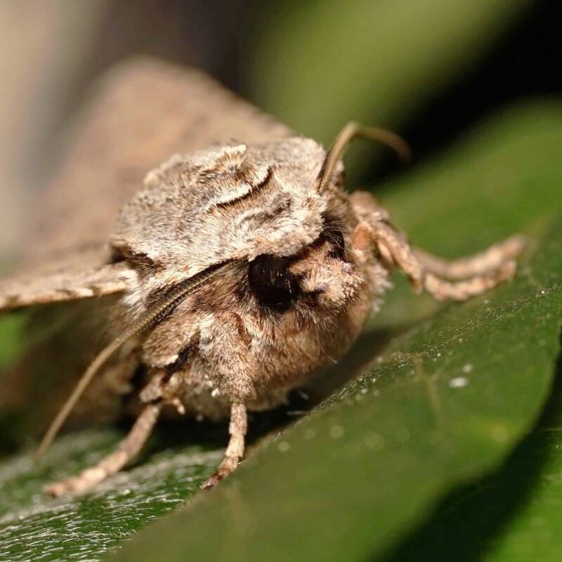 wir flattern auf heimische nachtfalter tagfalter raupen nahrungspflanzen österreich petra urbanek inge biller sabine gasparitz wirflatternauf bugs-team