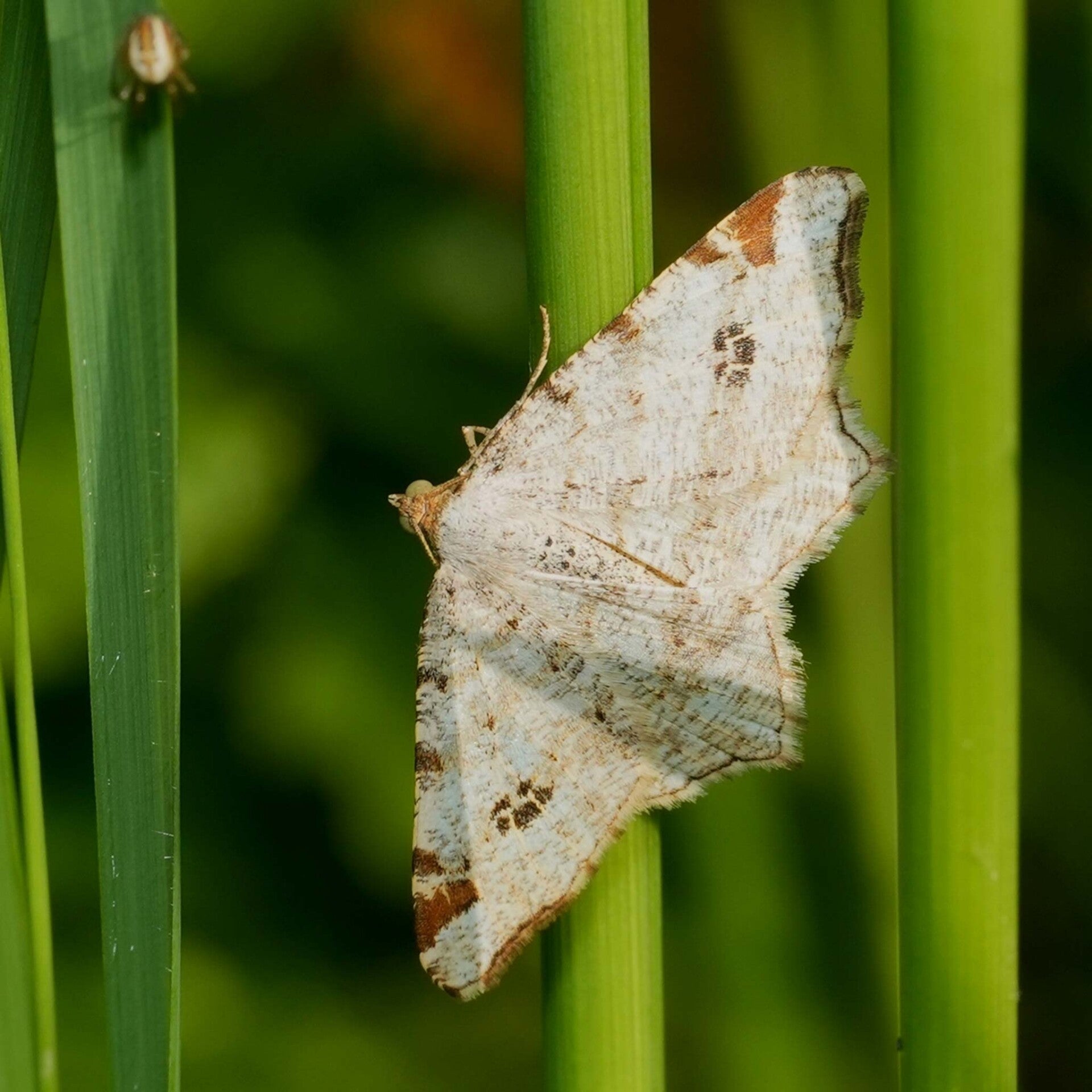 wir flattern auf heimische nachtfalter tagfalter raupen nahrungspflanzen österreich petra urbanek inge biller sabine gasparitz wirflatternauf bugs-team