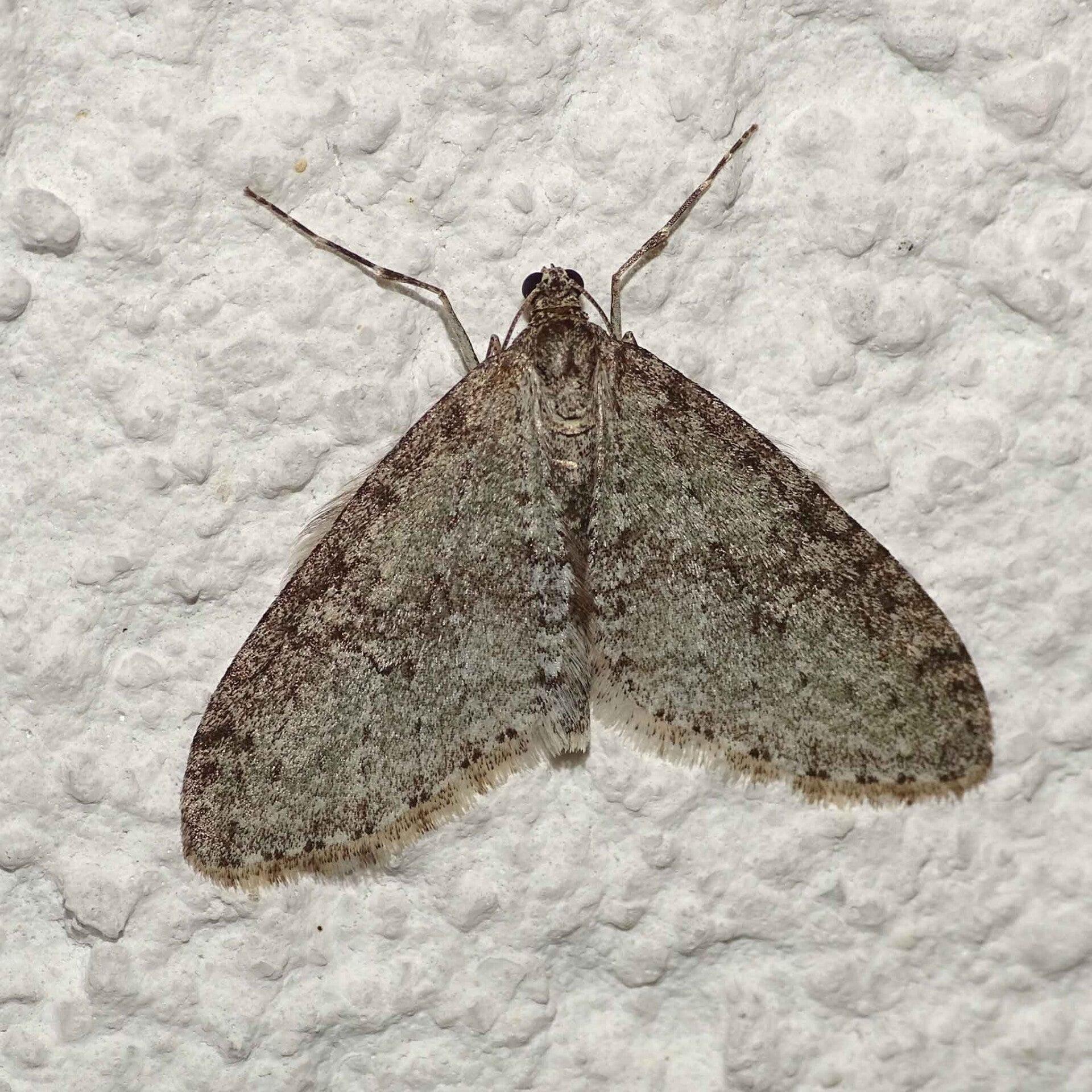 wir flattern auf heimische nachtfalter tagfalter raupen nahrungspflanzen österreich petra urbanek inge biller sabine gasparitz wirflatternauf bugs-team