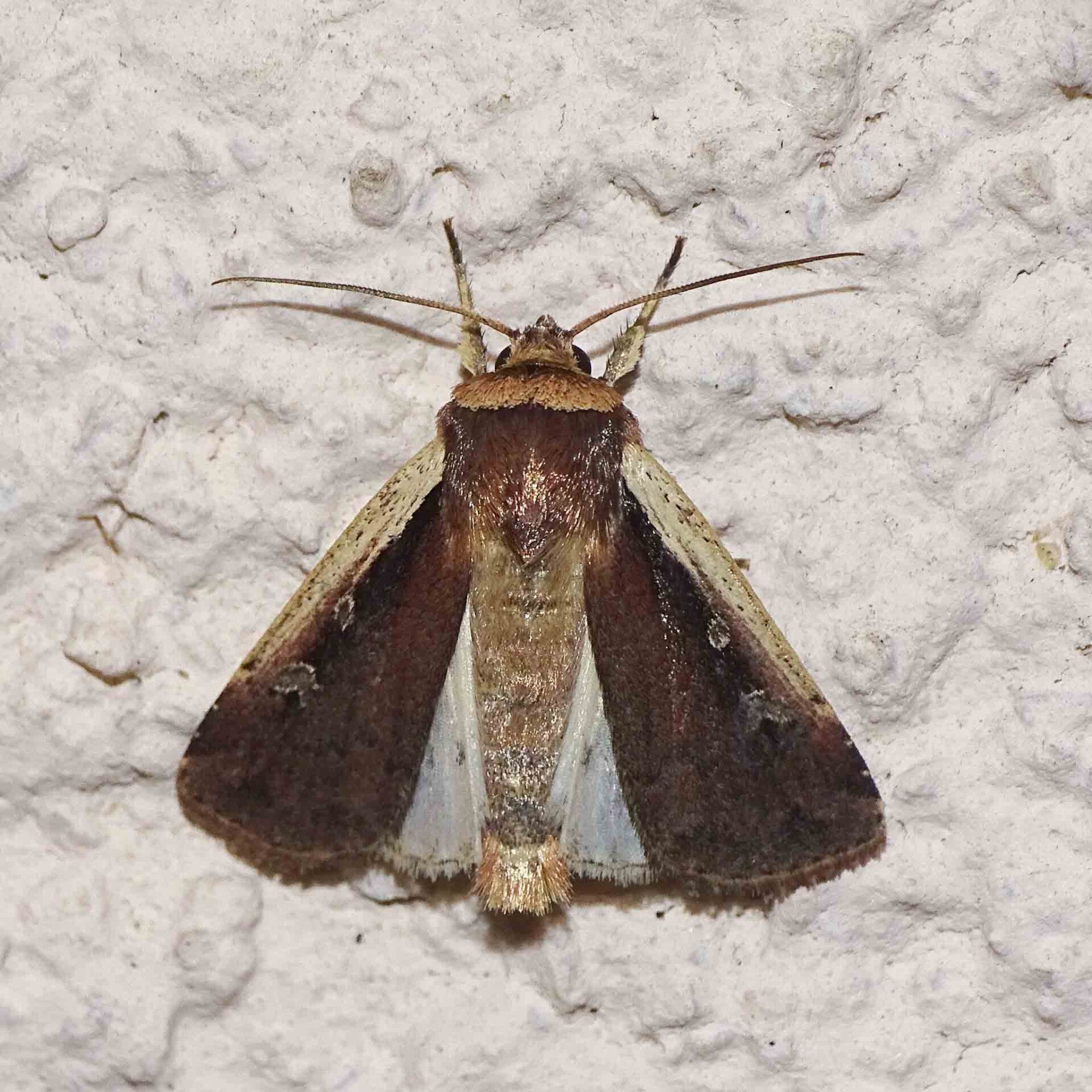 wir flattern auf heimische nachtfalter tagfalter raupen nahrungspflanzen österreich petra urbanek inge biller sabine gasparitz wirflatternauf bugs-team