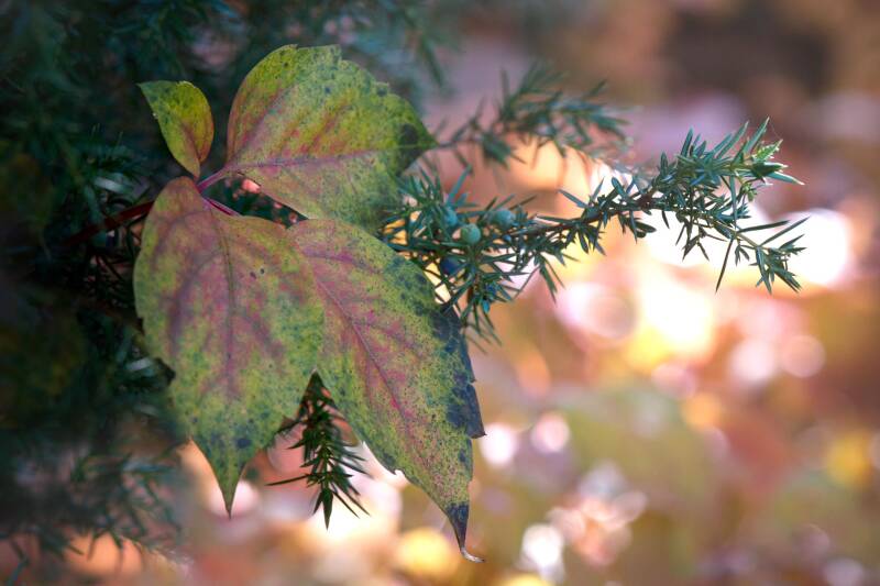 Herbstblatt