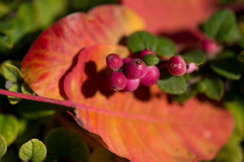herbst_park-standard-ur5dp4.jpg