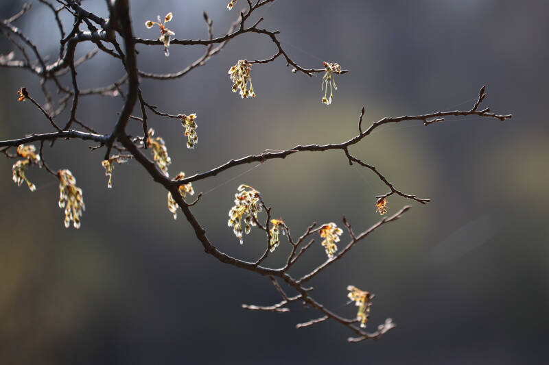Herbst