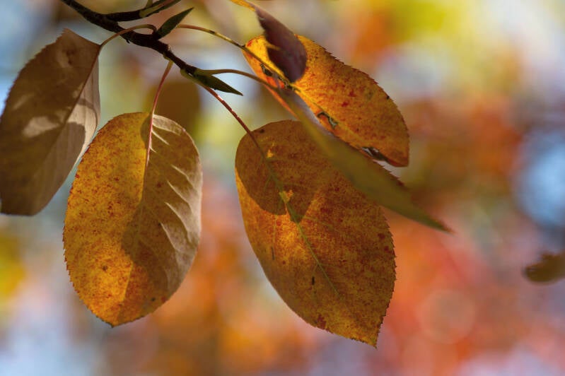 Herbstblätter / Herberstein