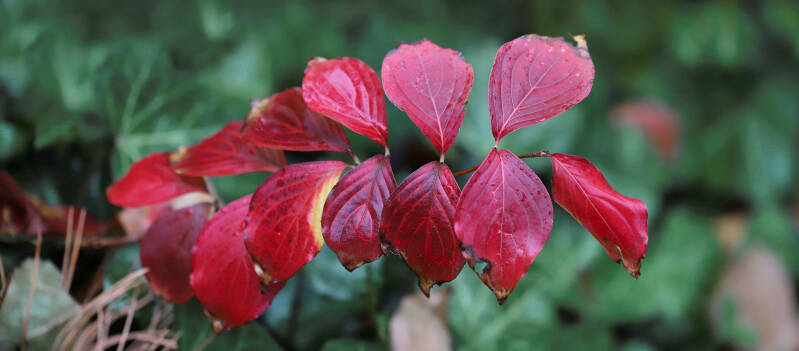 Rote Hartriegel / Wasserpark