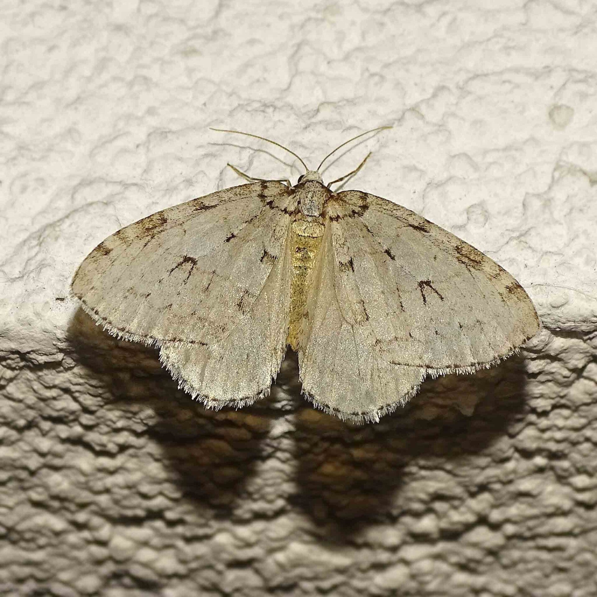 wir flattern auf heimische nachtfalter tagfalter raupen nahrungspflanzen österreich petra urbanek inge biller sabine gasparitz wirflatternauf bugs-team