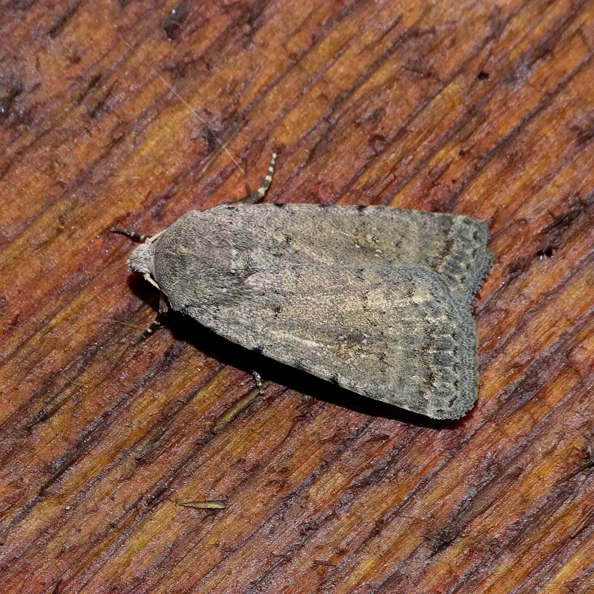 wir flattern auf heimische nachtfalter tagfalter raupen nahrungspflanzen österreich petra urbanek inge biller sabine gasparitz wirflatternauf bugs-team