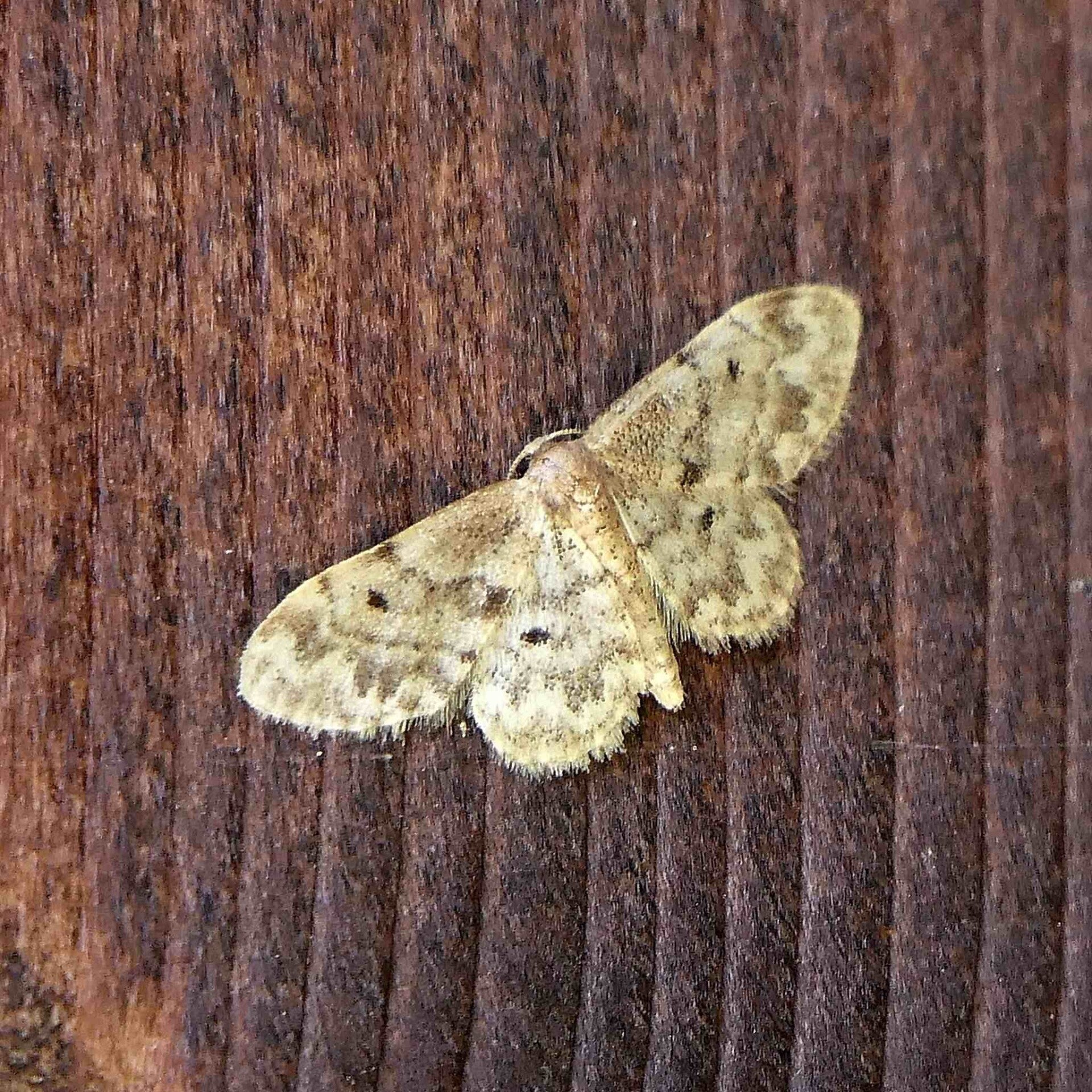 wir flattern auf heimische nachtfalter tagfalter raupen nahrungspflanzen österreich petra urbanek inge biller sabine gasparitz wirflatternauf bugs-team