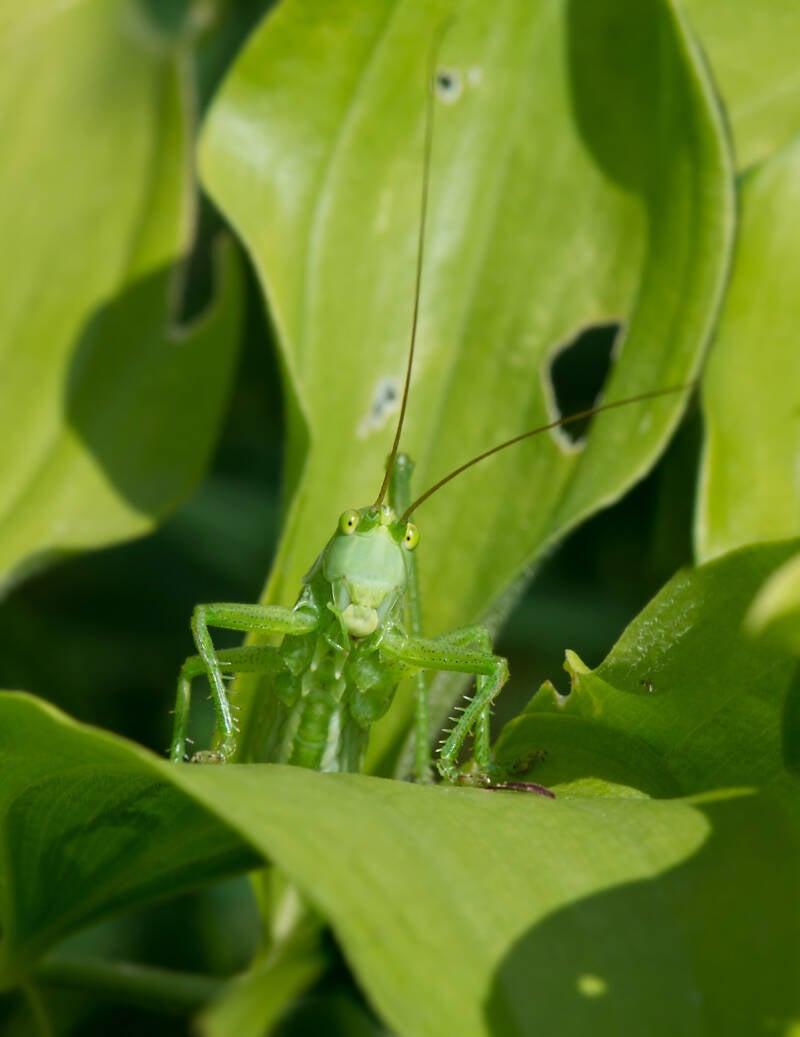 Heupferd ? / Alpengarten