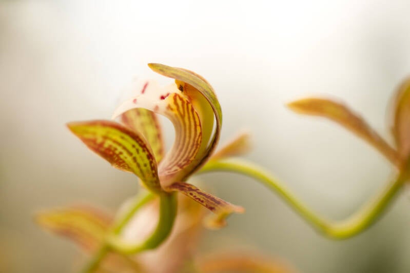 Orchidee / Hirschstetten