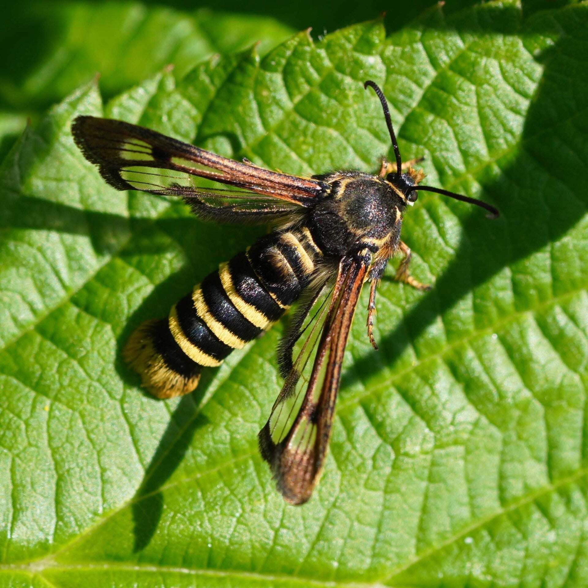 wir flattern auf heimische nachtfalter tagfalter raupen nahrungspflanzen österreich petra urbanek inge biller sabine gasparitz wirflatternauf bugs-team