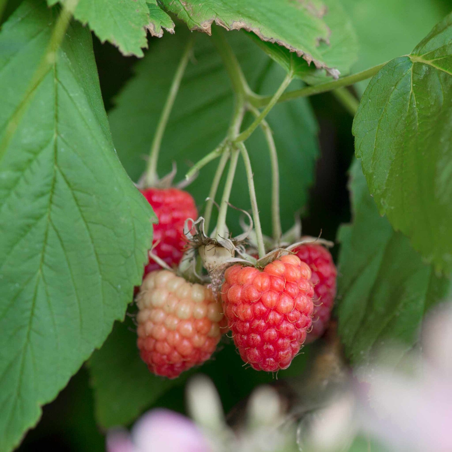 wir flattern auf heimische nachtfalter tagfalter raupen nahrungspflanzen österreich petra urbanek inge biller sabine gasparitz wirflatternauf bugs-team