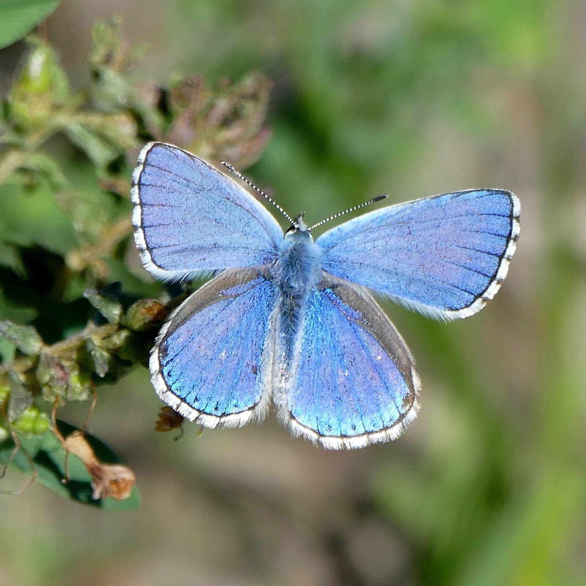 Himmelblauer Bläuling Lysandra bellargus wir flattern auf heimische nachtfalter tagfalter raupen nahrungspflanzen österreich petra urbanek inge biller sabine gasparitz wirflatternauf bugs-team