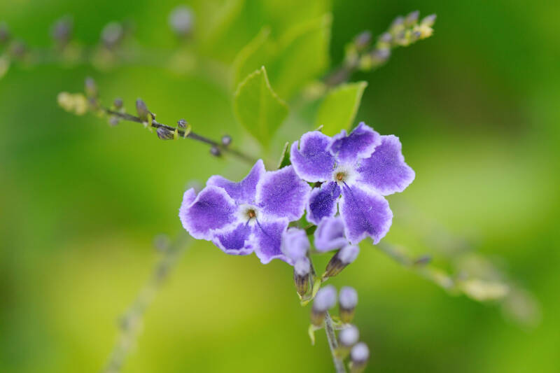 Himmelsblüten