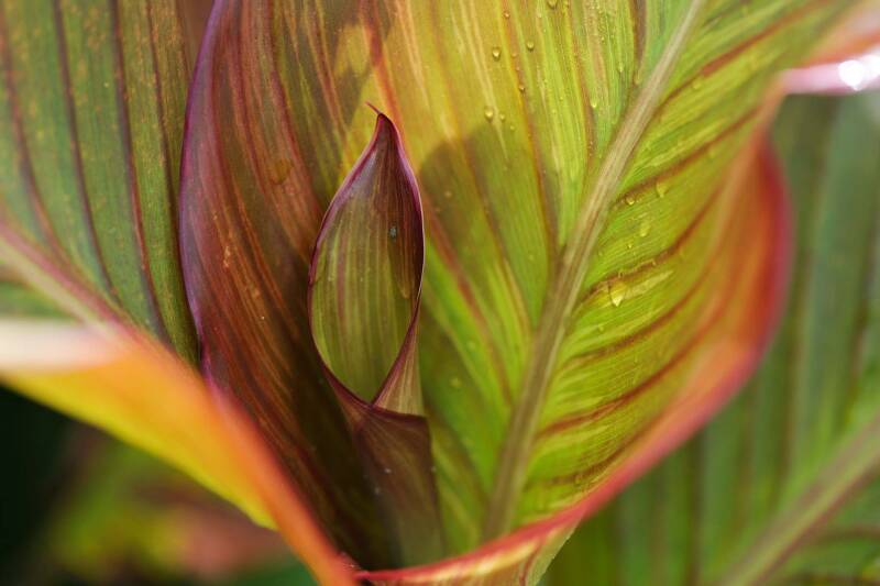 Indische Blumenrohr / Hirschstetten