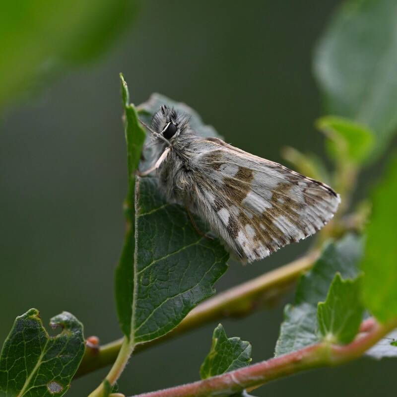 wir flattern auf heimische nachtfalter tagfalter raupen nahrungspflanzen österreich petra urbanek inge biller sabine gasparitz wirflatternauf bugs-team