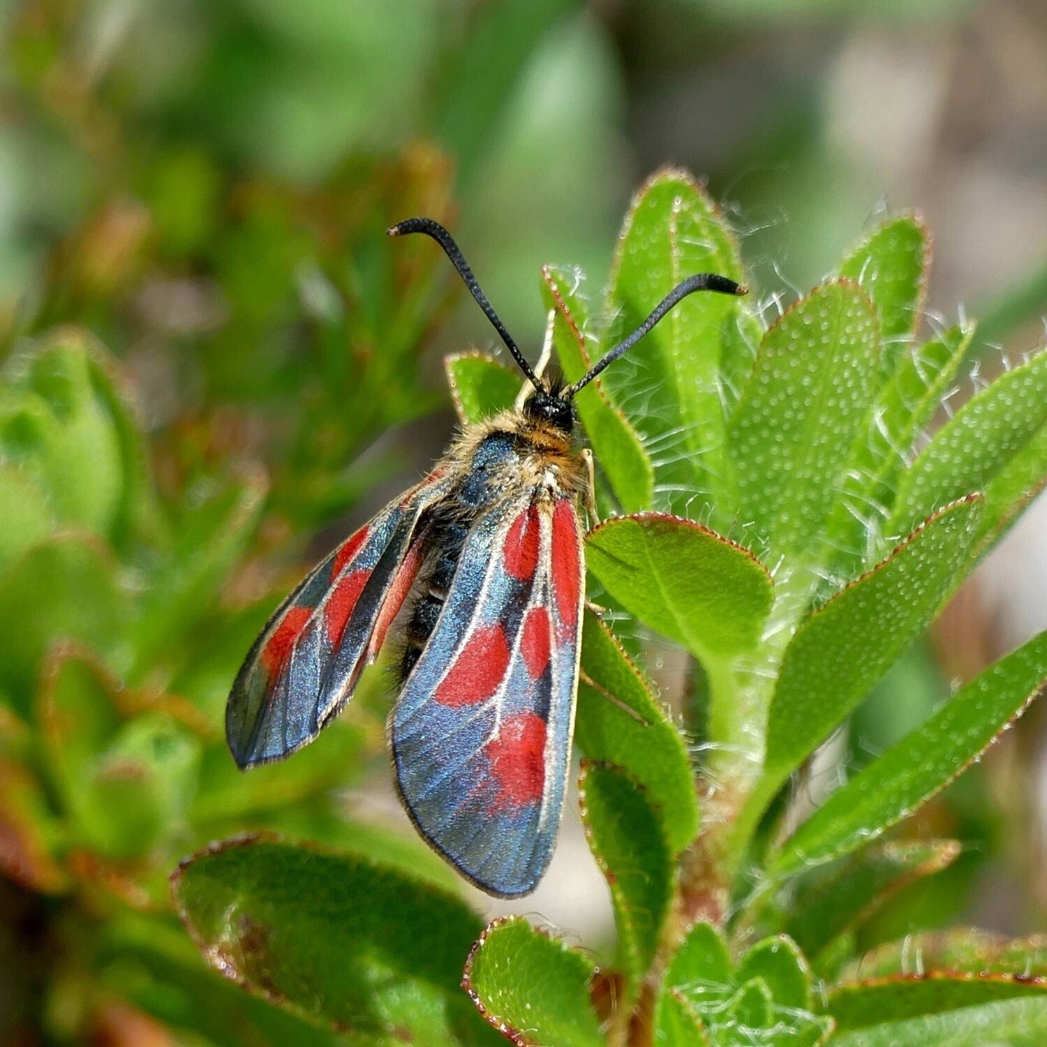 wir flattern auf heimische nachtfalter tagfalter raupen nahrungspflanzen österreich petra urbanek inge biller sabine gasparitz wirflatternauf bugs-team