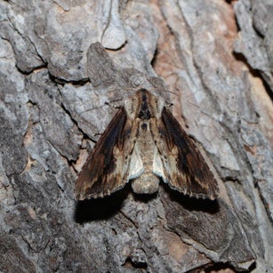 Ziest-Silbereule Autographa pulchrina wir flattern auf heimische nachtfalter tagfalter raupen nahrungspflanzen österreich petra urbanek inge biller sabine gasparitz wirflatternauf bugs-team