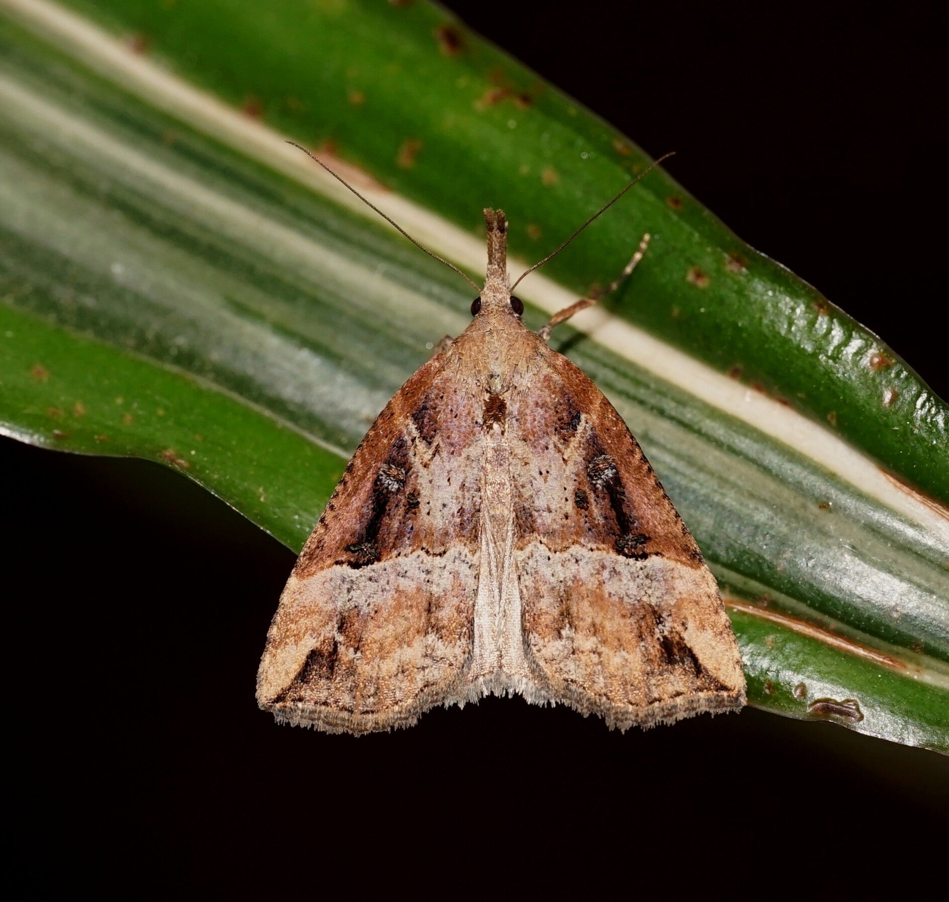 wir flattern auf heimische nachtfalter tagfalter raupen nahrungspflanzen österreich petra urbanek inge biller sabine gasparitz wirflatternauf bugs-team
