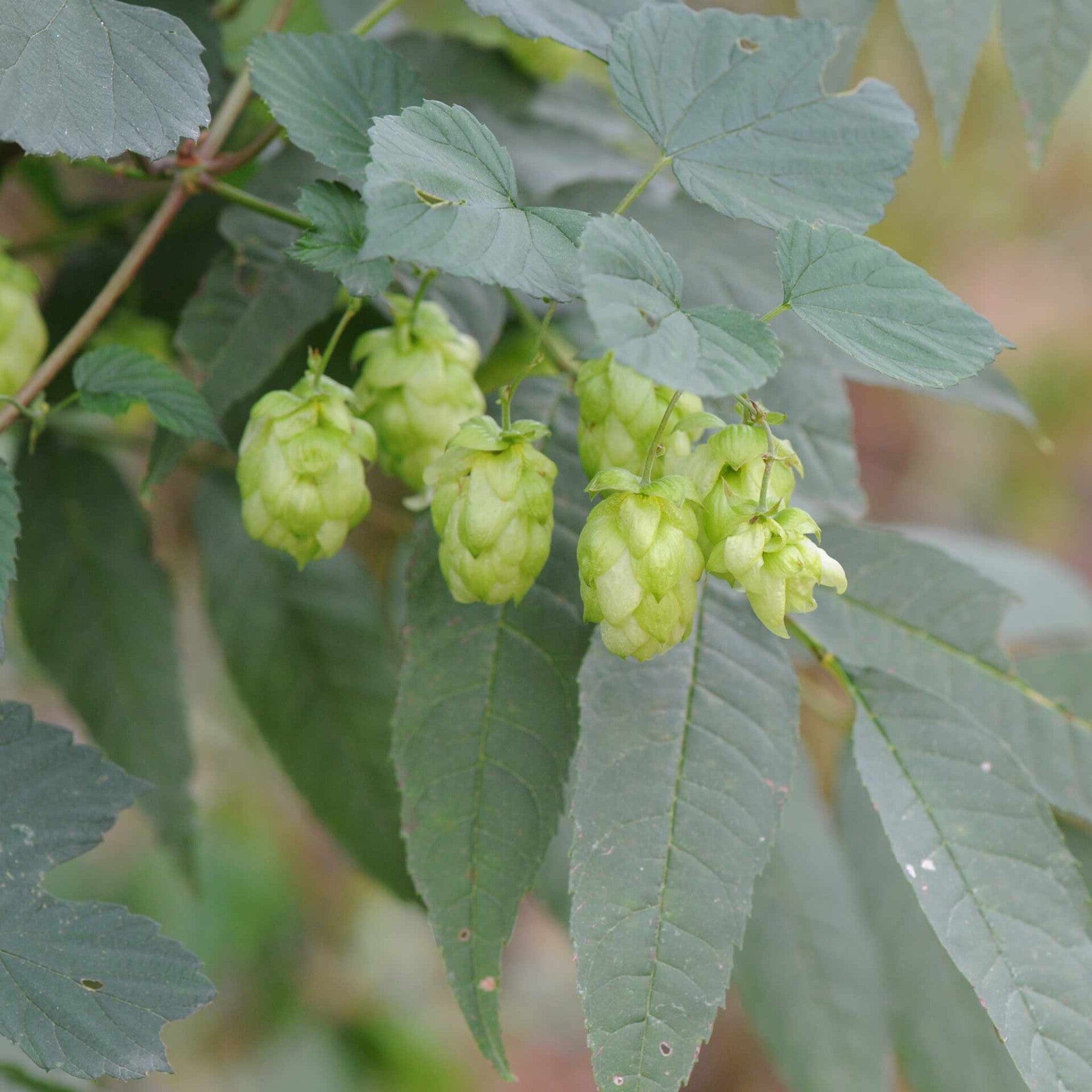 wir flattern auf heimische nachtfalter tagfalter raupen nahrungspflanzen österreich petra urbanek inge biller sabine gasparitz wirflatternauf bugs-team