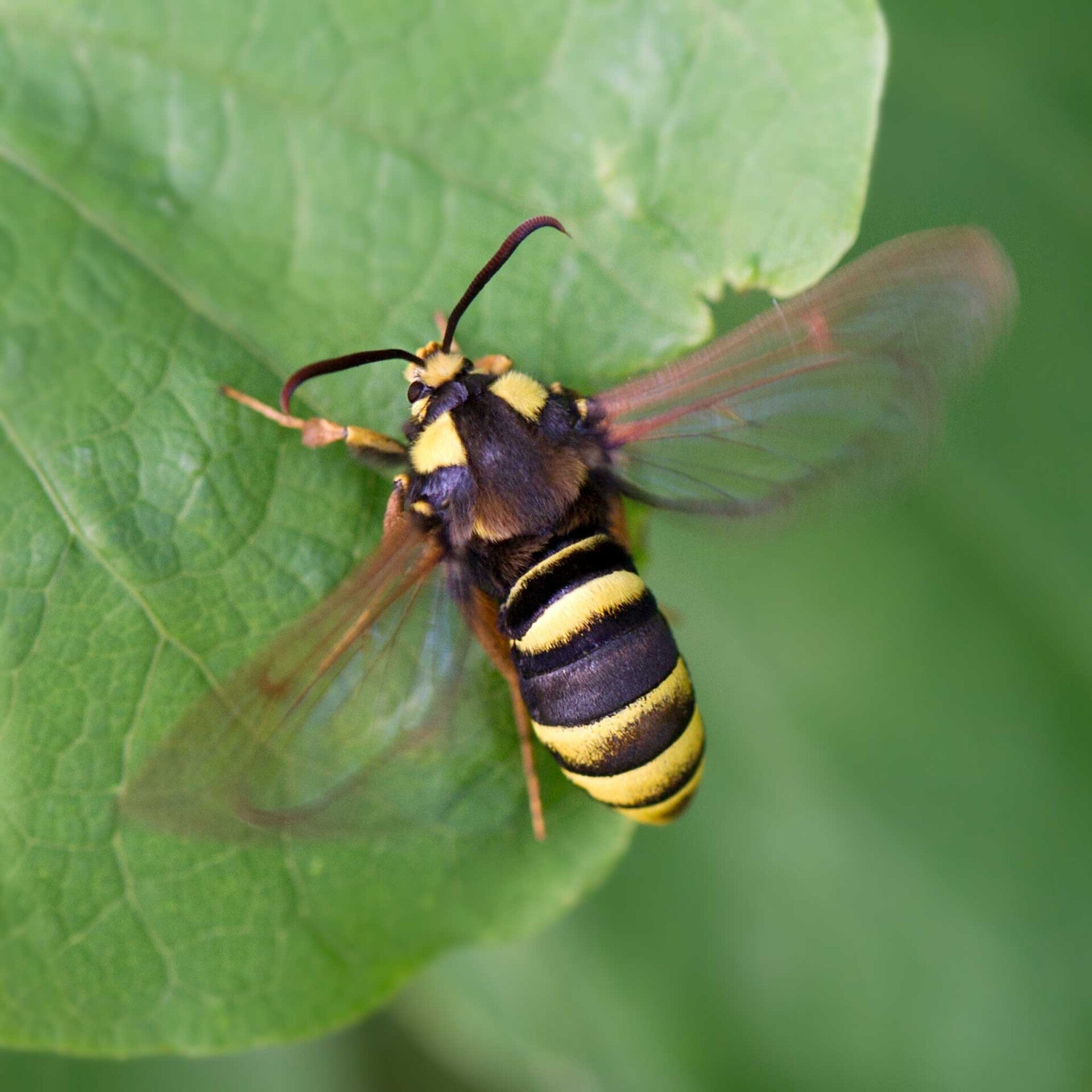 wir flattern auf heimische nachtfalter tagfalter raupen nahrungspflanzen österreich petra urbanek inge biller sabine gasparitz wirflatternauf bugs-team