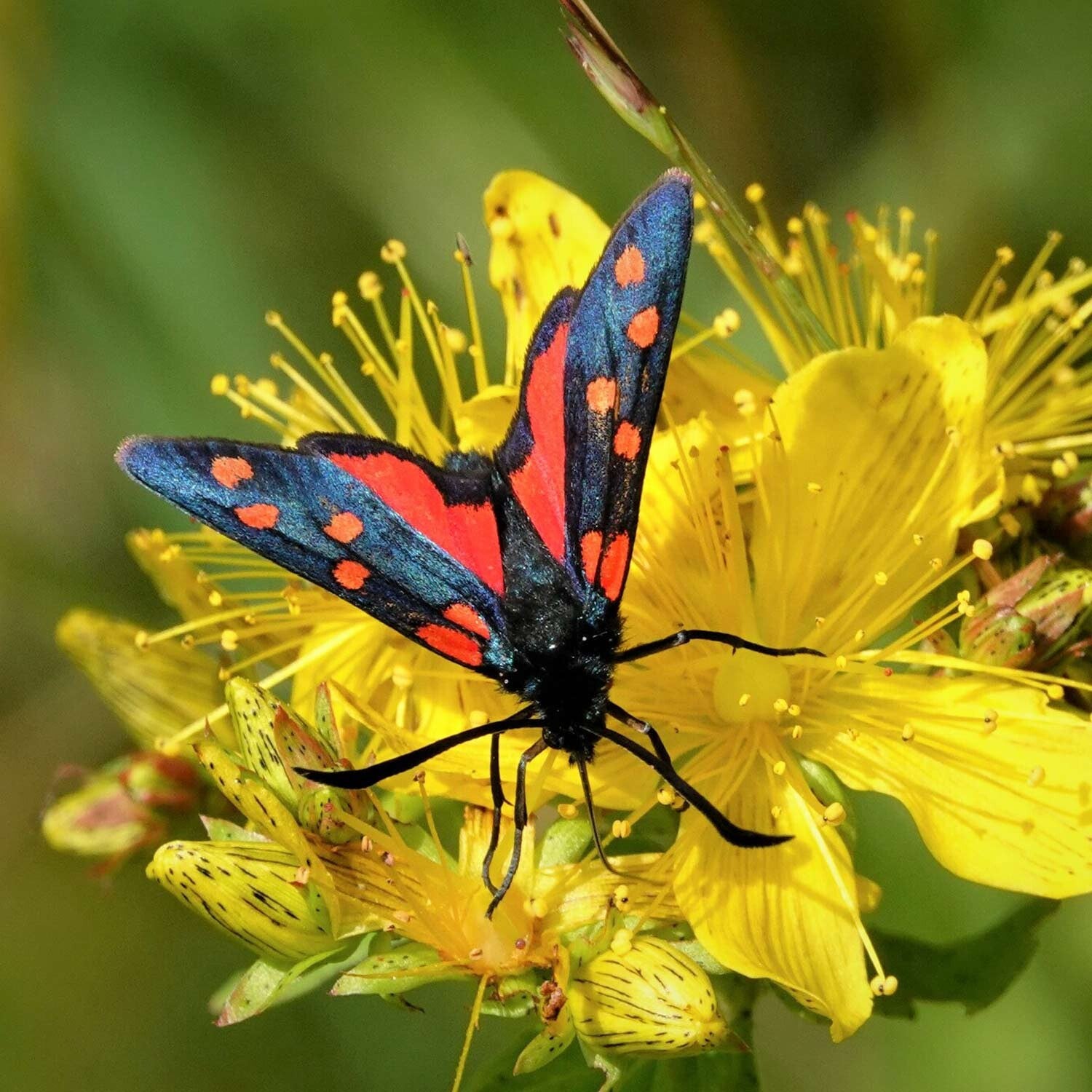 wir flattern auf heimische nachtfalter tagfalter raupen nahrungspflanzen österreich petra urbanek inge biller sabine gasparitz wirflatternauf bugs-team