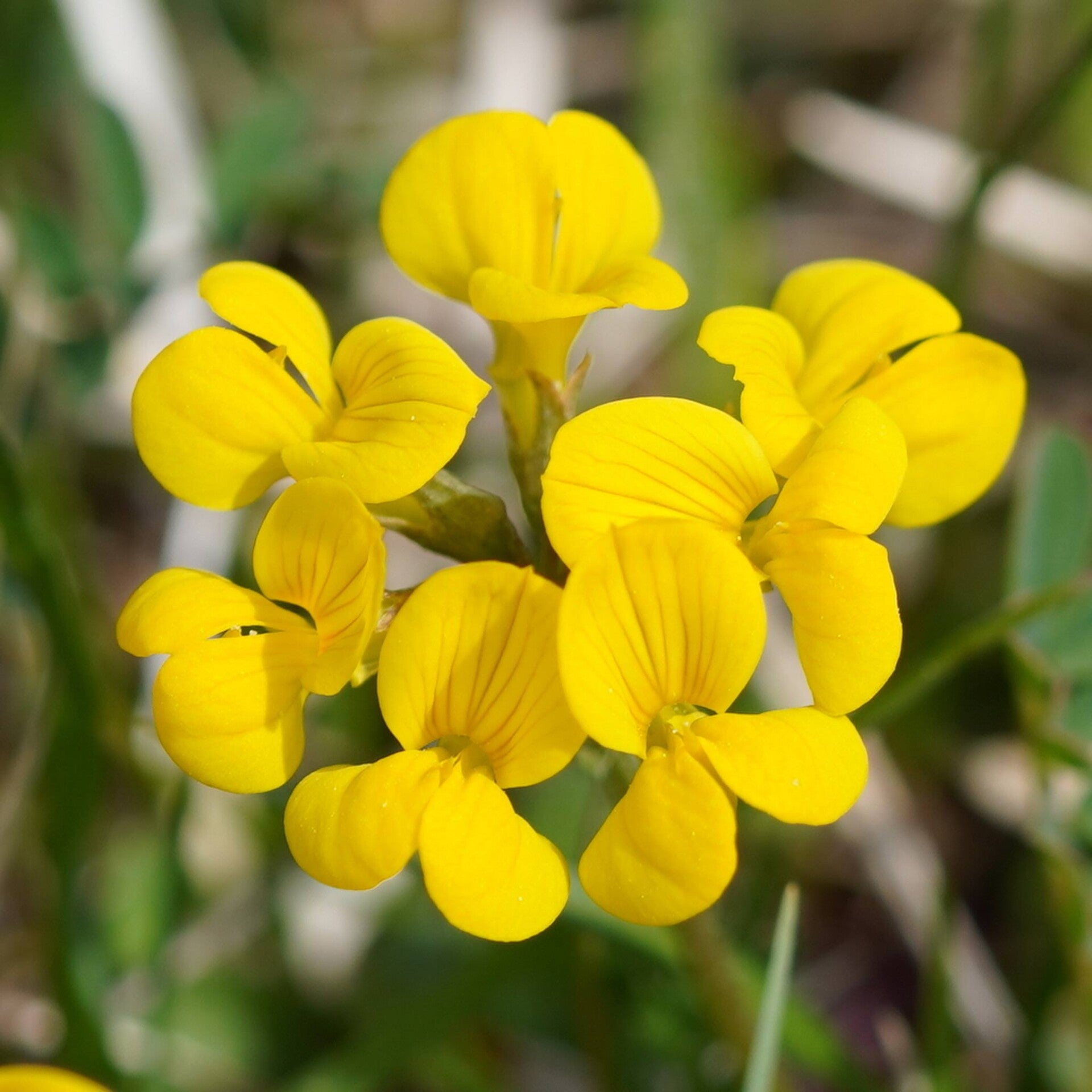wir flattern auf heimische nachtfalter tagfalter raupen nahrungspflanzen österreich petra urbanek inge biller sabine gasparitz wirflatternauf bugs-team