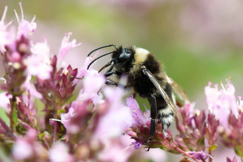 Hummel / Alpengarten