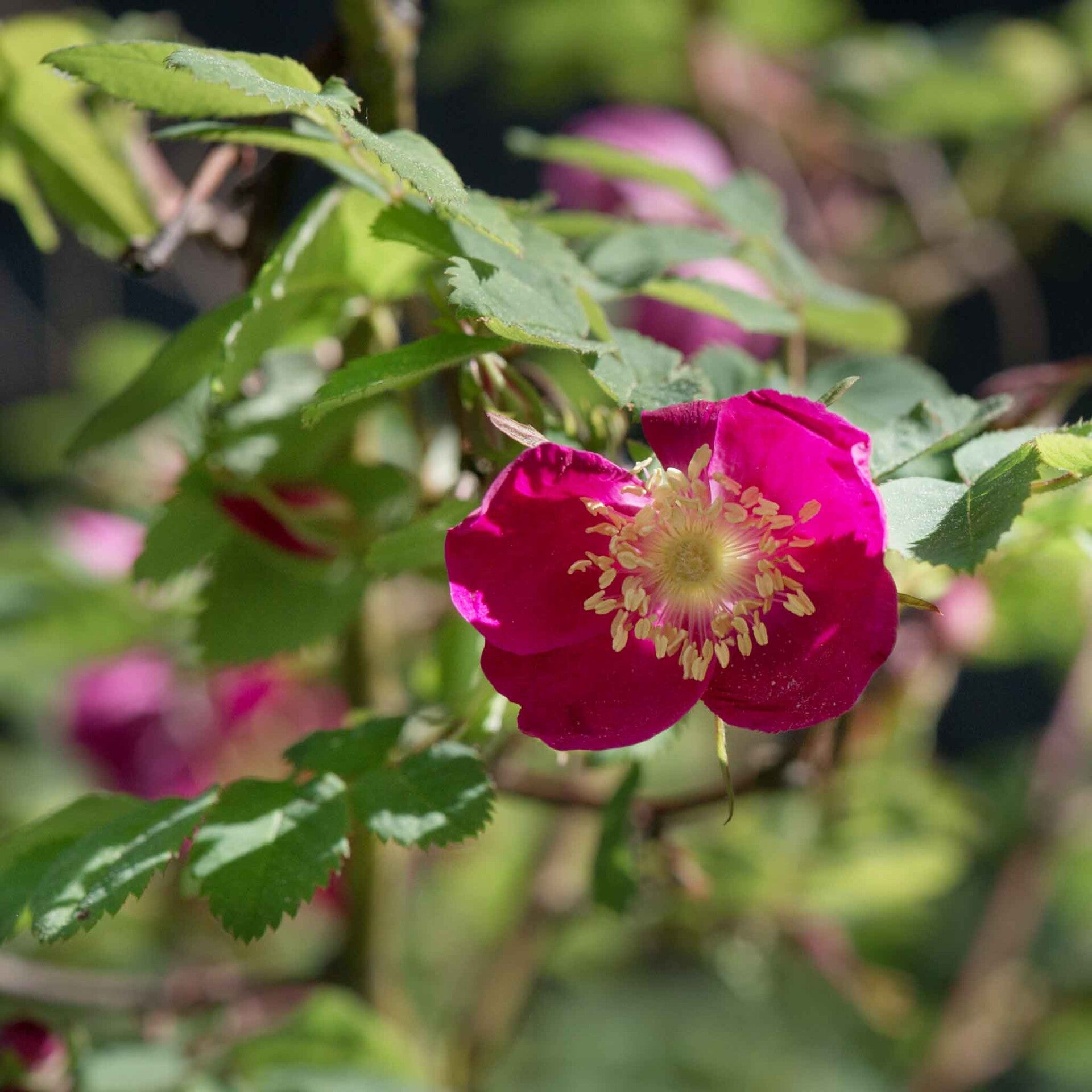 wir flattern auf heimische nachtfalter tagfalter raupen nahrungspflanzen österreich petra urbanek inge biller sabine gasparitz wirflatternauf bugs-team