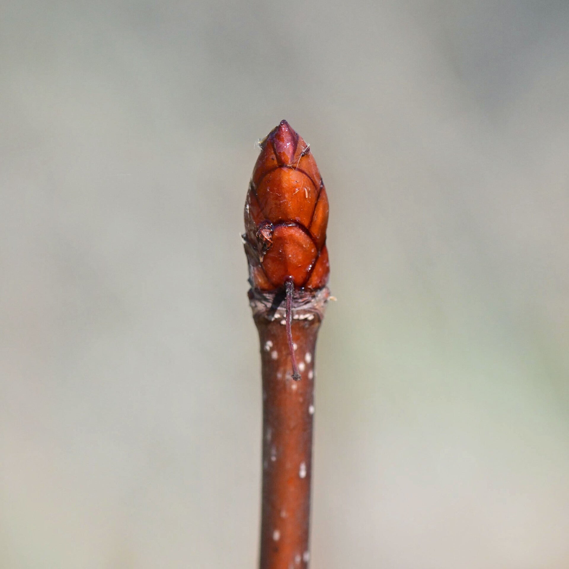 wir flattern auf heimische nachtfalter tagfalter raupen nahrungspflanzen österreich petra urbanek inge biller sabine gasparitz wirflatternauf bugs-team