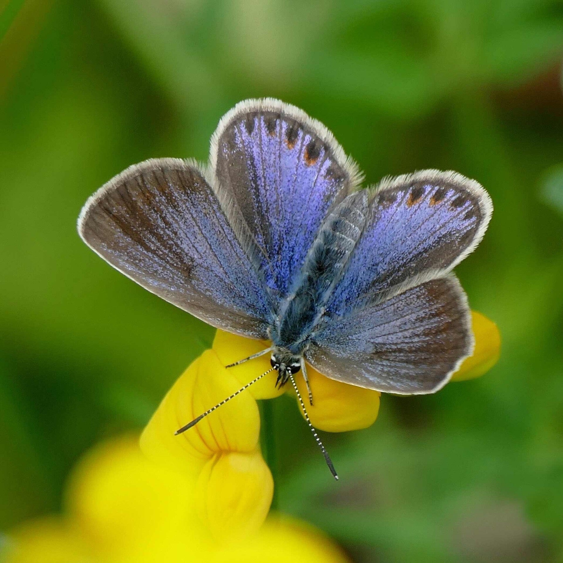 Idas-Bläuling Plebejus idas  wir flattern auf heimische nachtfalter tagfalter raupen nahrungspflanzen österreich petra urbanek inge biller sabine gasparitz wirflatternauf bugs-team