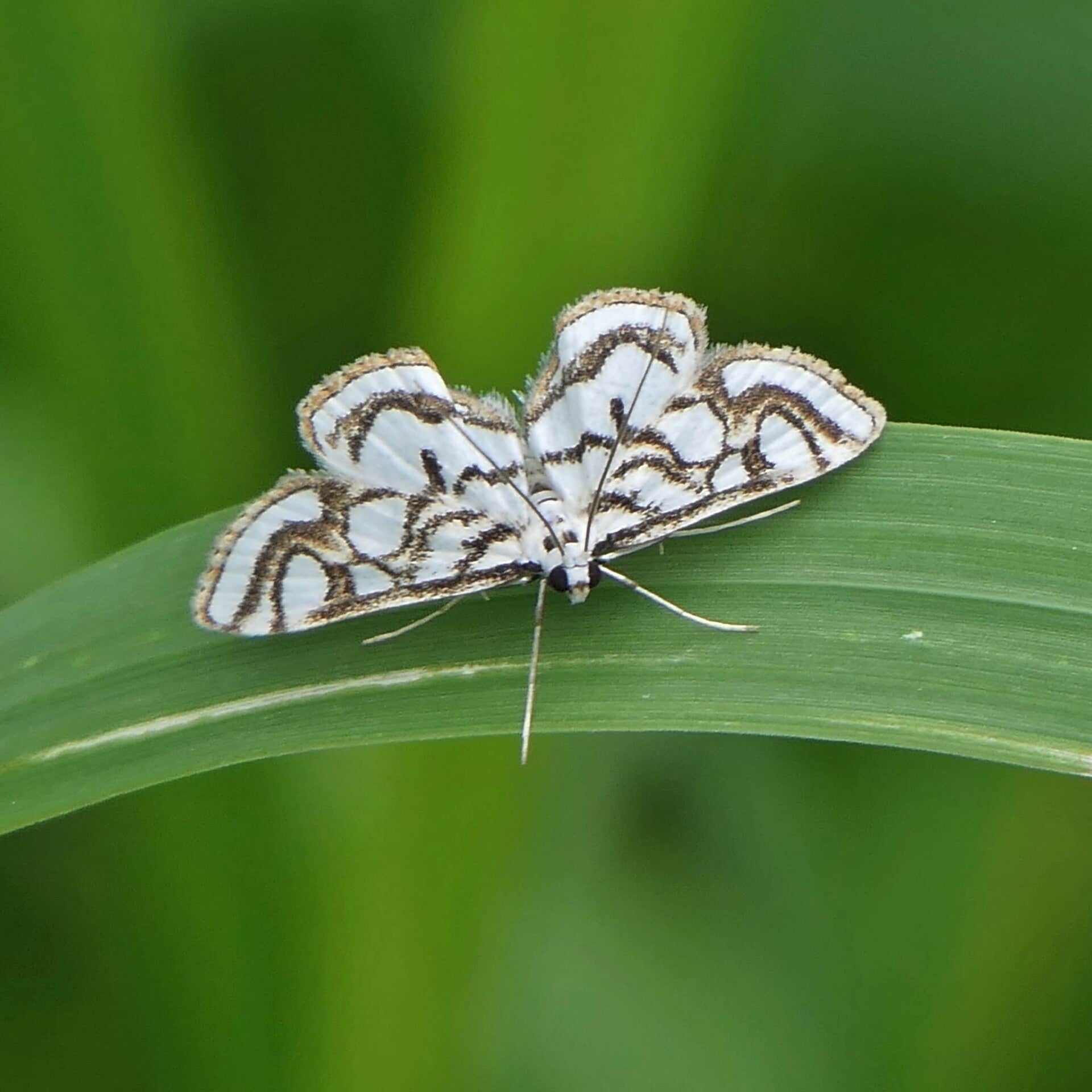wir flattern auf heimische nachtfalter tagfalter raupen nahrungspflanzen österreich petra urbanek inge biller sabine gasparitz wirflatternauf bugs-team
