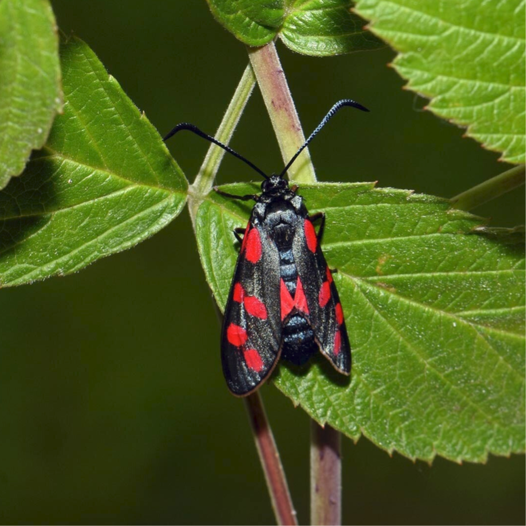 wir flattern auf heimische nachtfalter tagfalter raupen nahrungspflanzen österreich petra urbanek inge biller sabine gasparitz wirflatternauf bugs-team