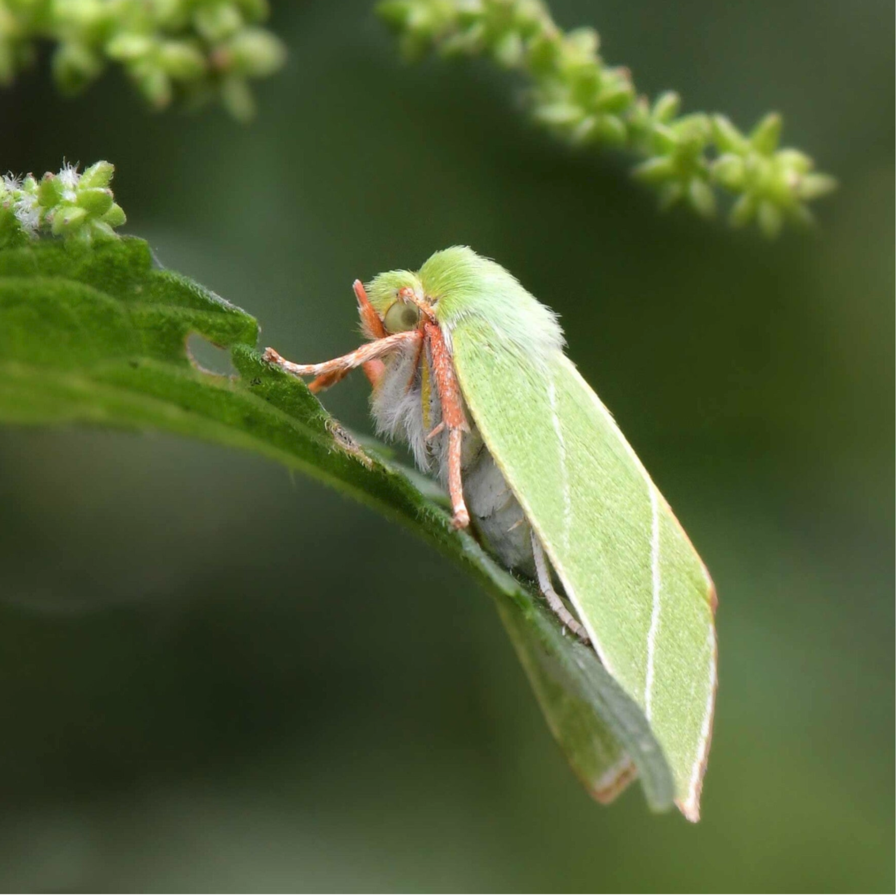 Kahneulchen, Graueulchen Nolidae wir flattern auf heimische nachtfalter tagfalter raupen nahrungspflanzen österreich petra urbanek inge biller sabine gasparitz wirflatternauf bugs-team