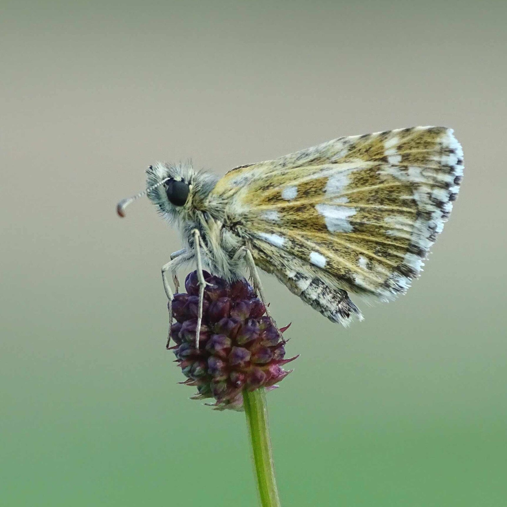 wir flattern auf heimische nachtfalter tagfalter raupen nahrungspflanzen österreich petra urbanek inge biller sabine gasparitz wirflatternauf bugs-team