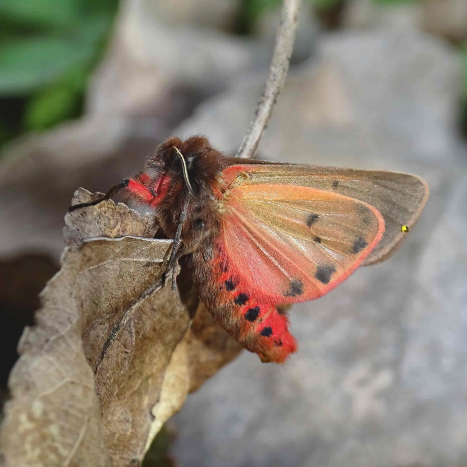 Eulenfalter Erebidae wir flattern auf heimische nachtfalter tagfalter raupen nahrungspflanzen österreich petra urbanek inge biller sabine gasparitz wirflatternauf bugs-team