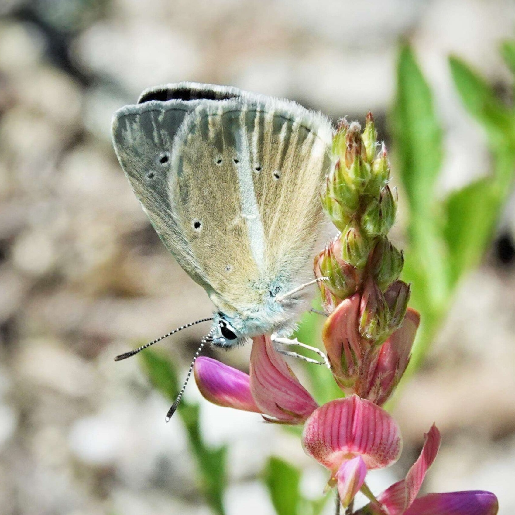 Großer Esparsetten-Bläuling Polyommatus damon wir flattern auf heimische nachtfalter tagfalter raupen nahrungspflanzen österreich petra urbanek inge biller sabine gasparitz wirflatternauf bugs-team