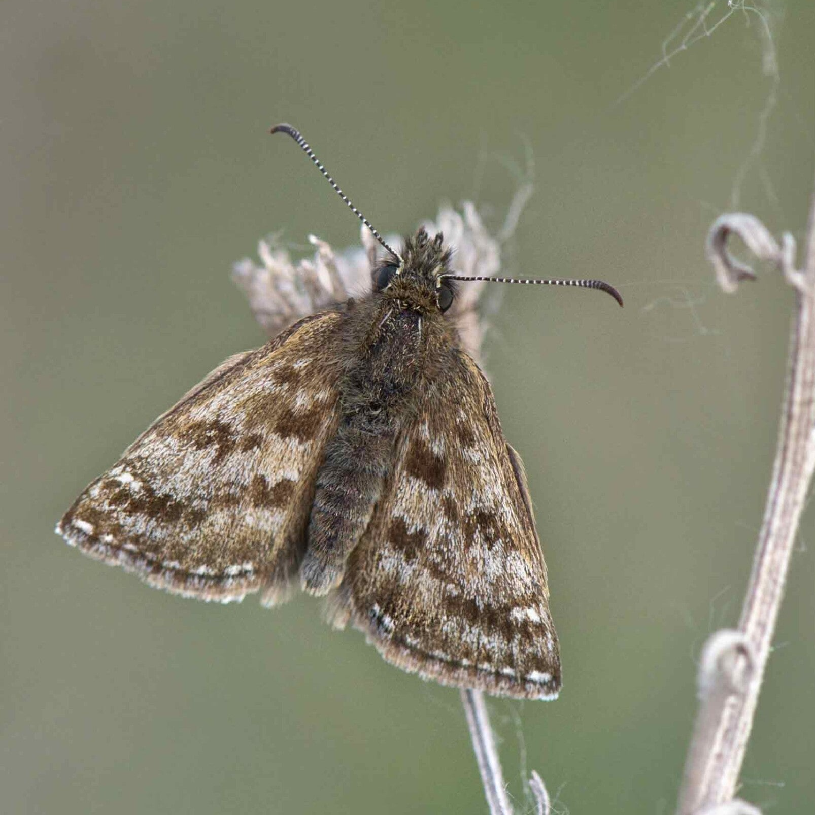 wir flattern auf heimische nachtfalter tagfalter raupen nahrungspflanzen österreich petra urbanek inge biller sabine gasparitz wirflatternauf bugs-team