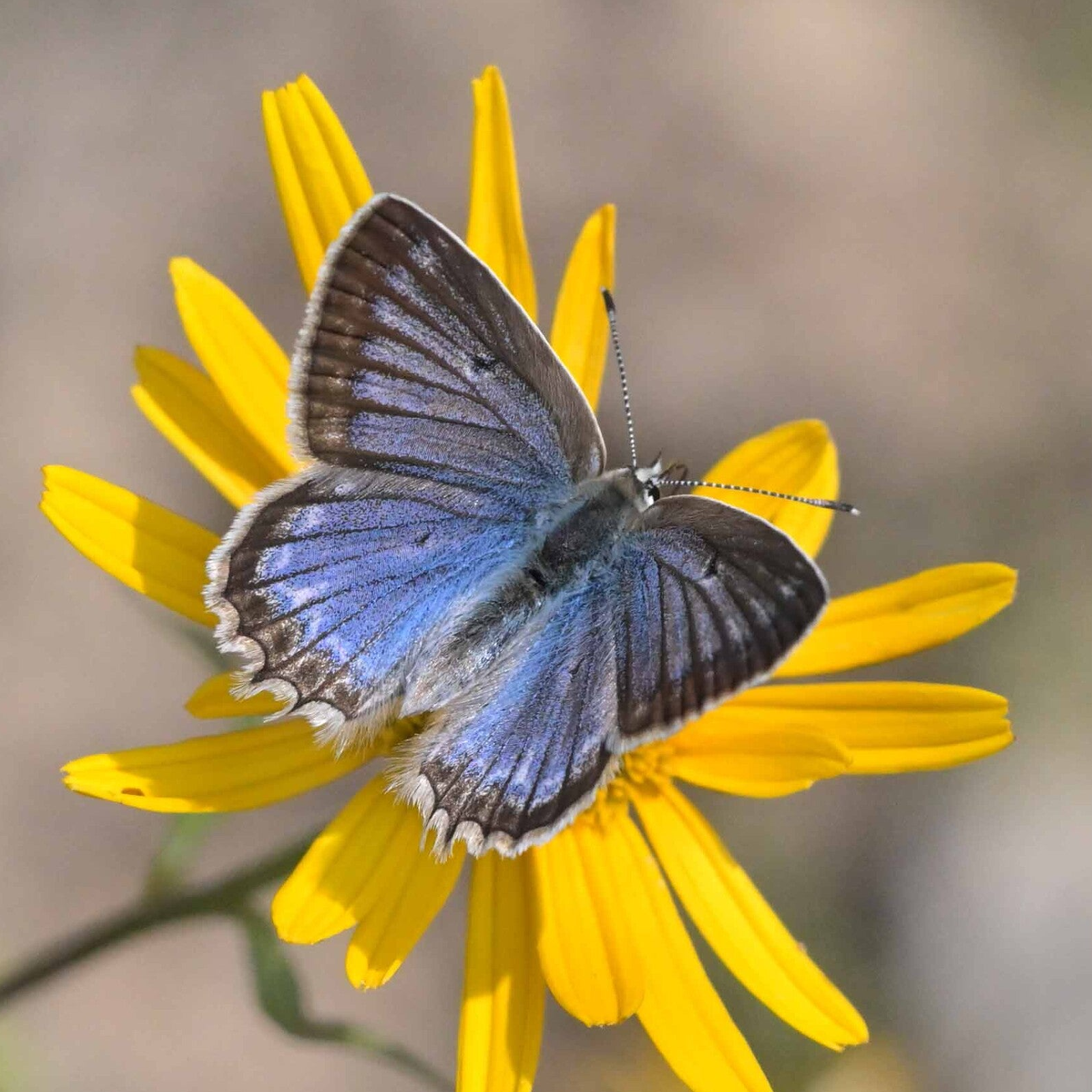 Zahnflügel-Bläuling Polyommatus daphnis wir flattern auf heimische nachtfalter tagfalter raupen nahrungspflanzen österreich petra urbanek inge biller sabine gasparitz wirflatternauf bugs-team