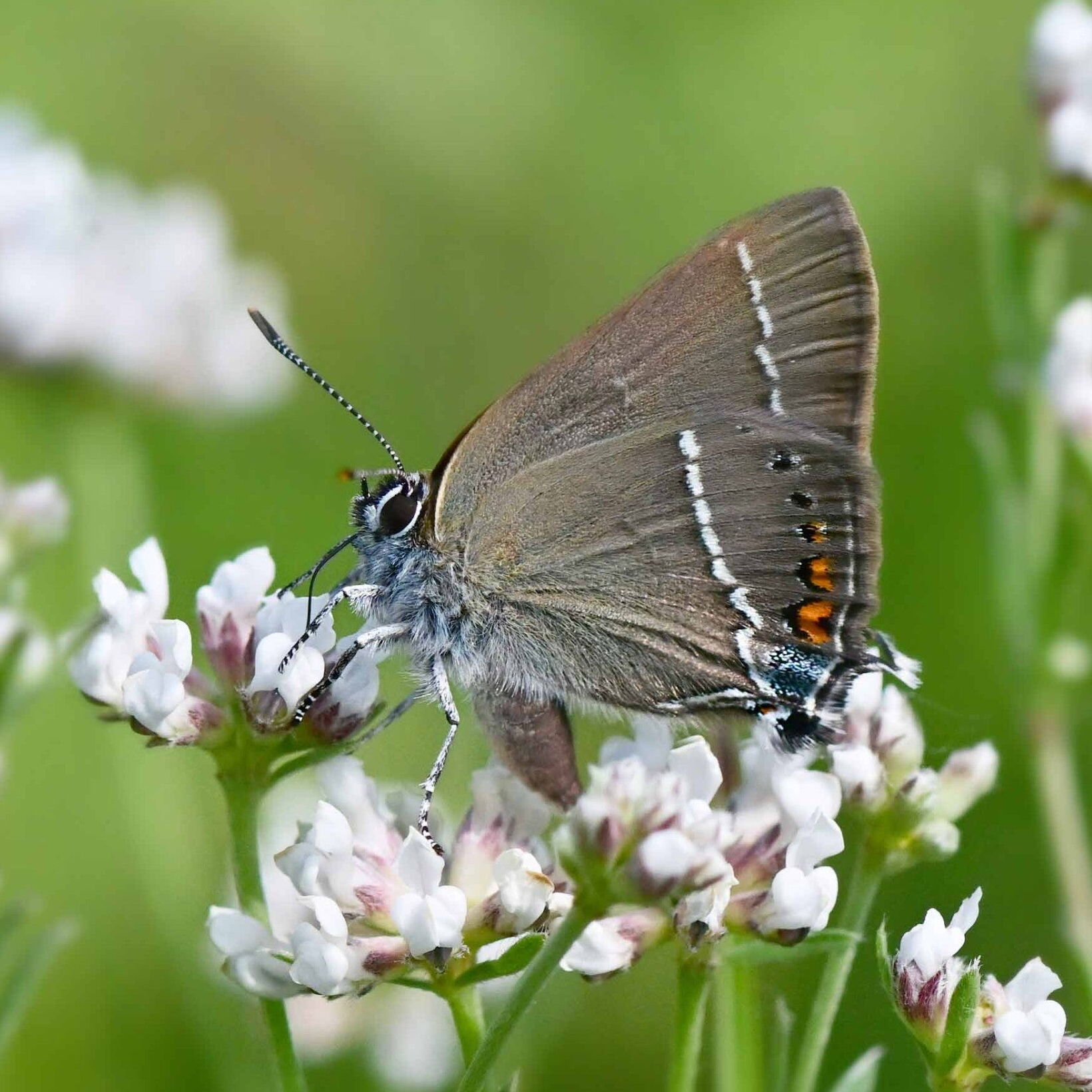 Kurzschwänziger-Bläuling Cupido argiades wir flattern auf heimische nachtfalter tagfalter raupen nahrungspflanzen österreich petra urbanek inge biller sabine gasparitz wirflatternauf bugs-team