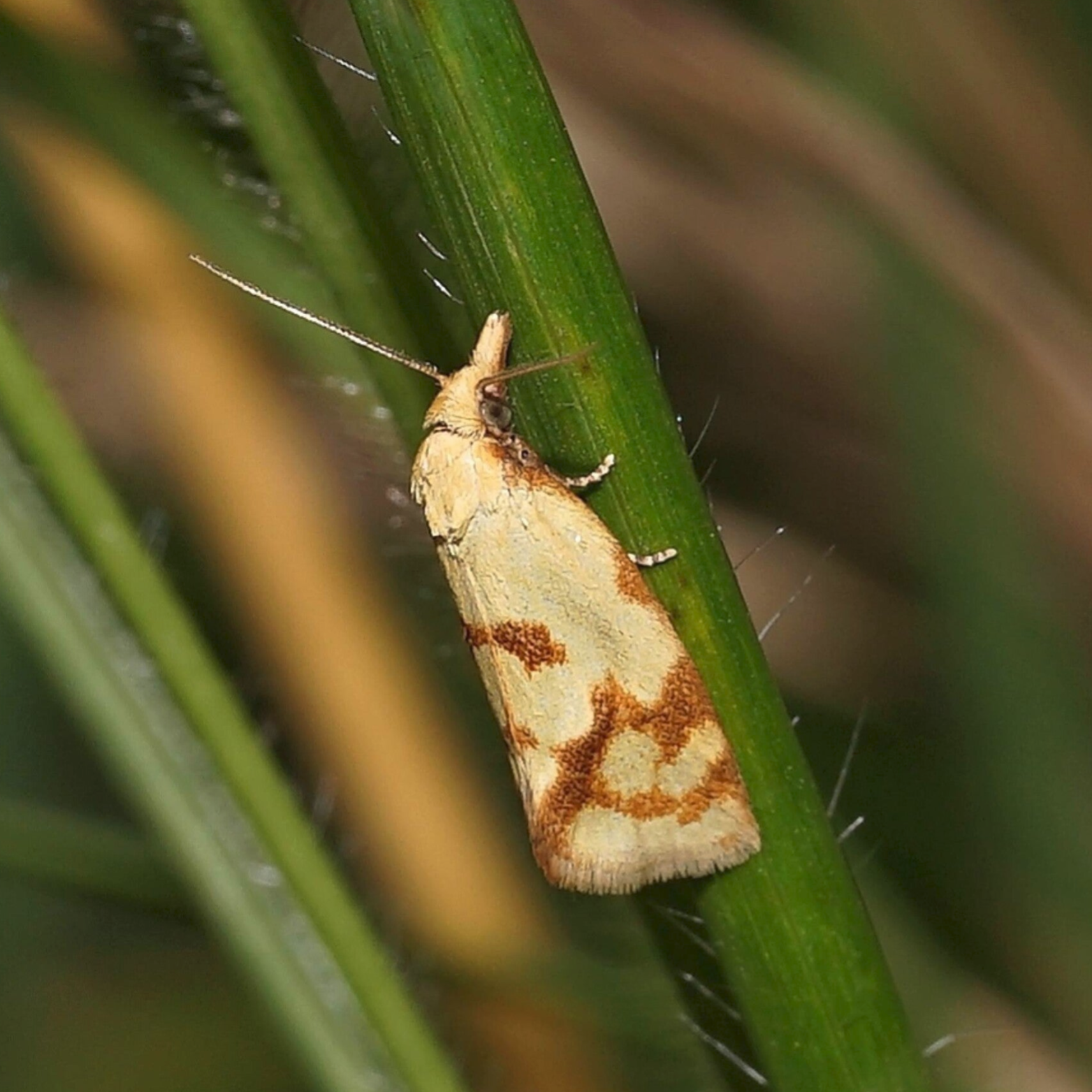 Wickler Tortricidae wir flattern auf heimische nachtfalter tagfalter raupen nahrungspflanzen österreich petra urbanek inge biller sabine gasparitz wirflatternauf bugs-team