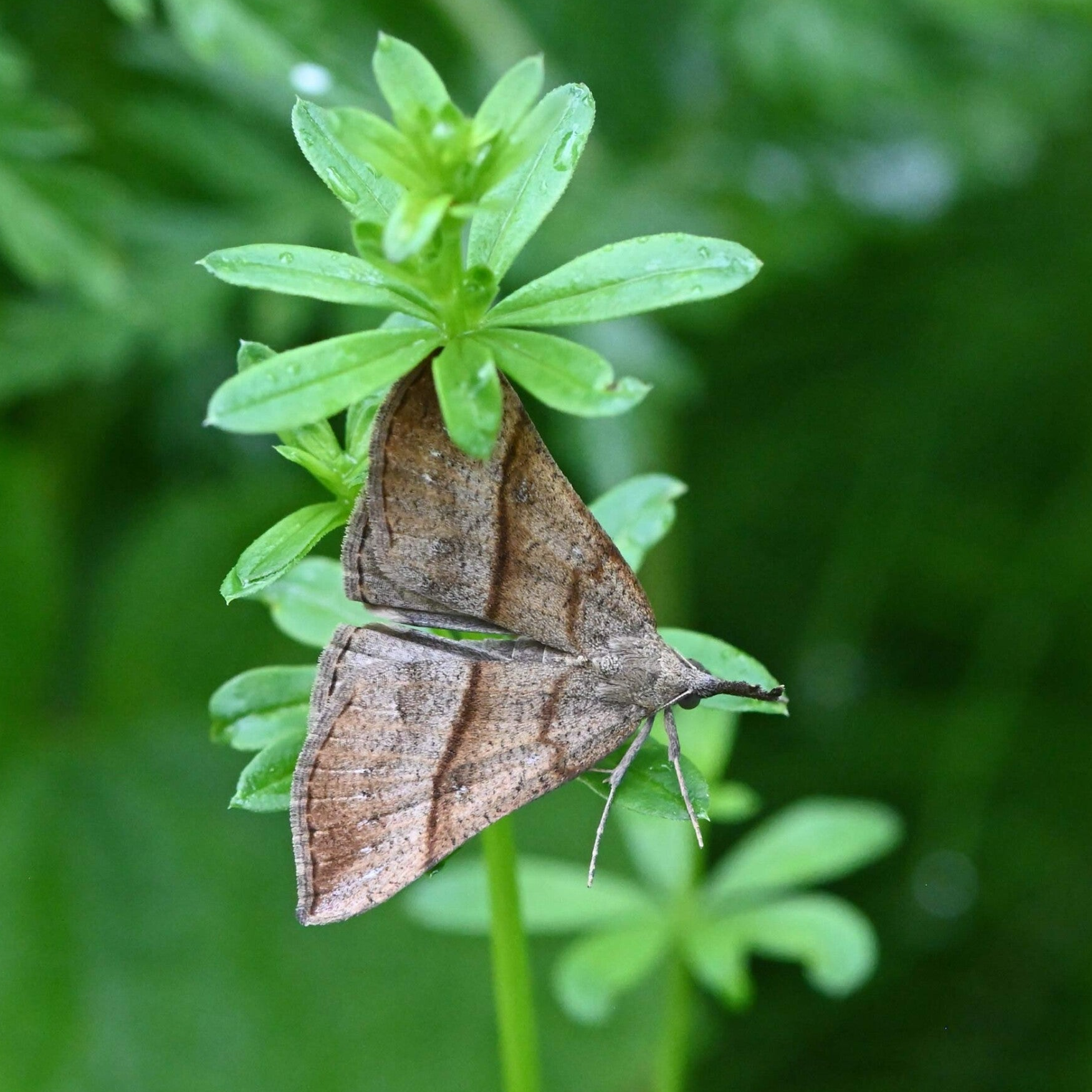 wir flattern auf heimische nachtfalter tagfalter raupen nahrungspflanzen österreich petra urbanek inge biller sabine gasparitz wirflatternauf bugs-teamheimische nachtfalter österreich urbanek biller gasparitz