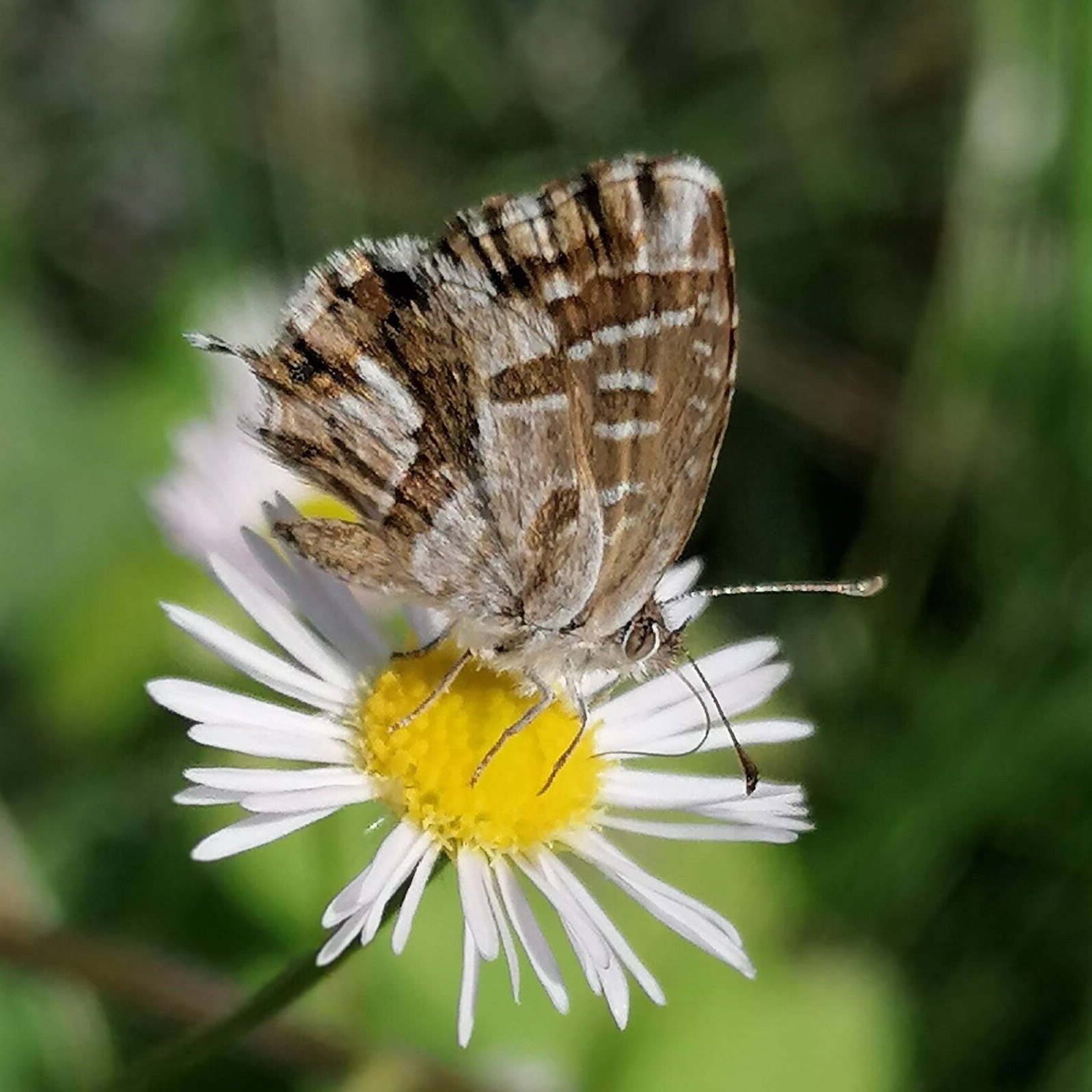 Pelargonien-Bläuling Cacyreus marshalli wir flattern auf heimische nachtfalter tagfalter raupen nahrungspflanzen österreich petra urbanek inge biller sabine gasparitz wirflatternauf bugs-team