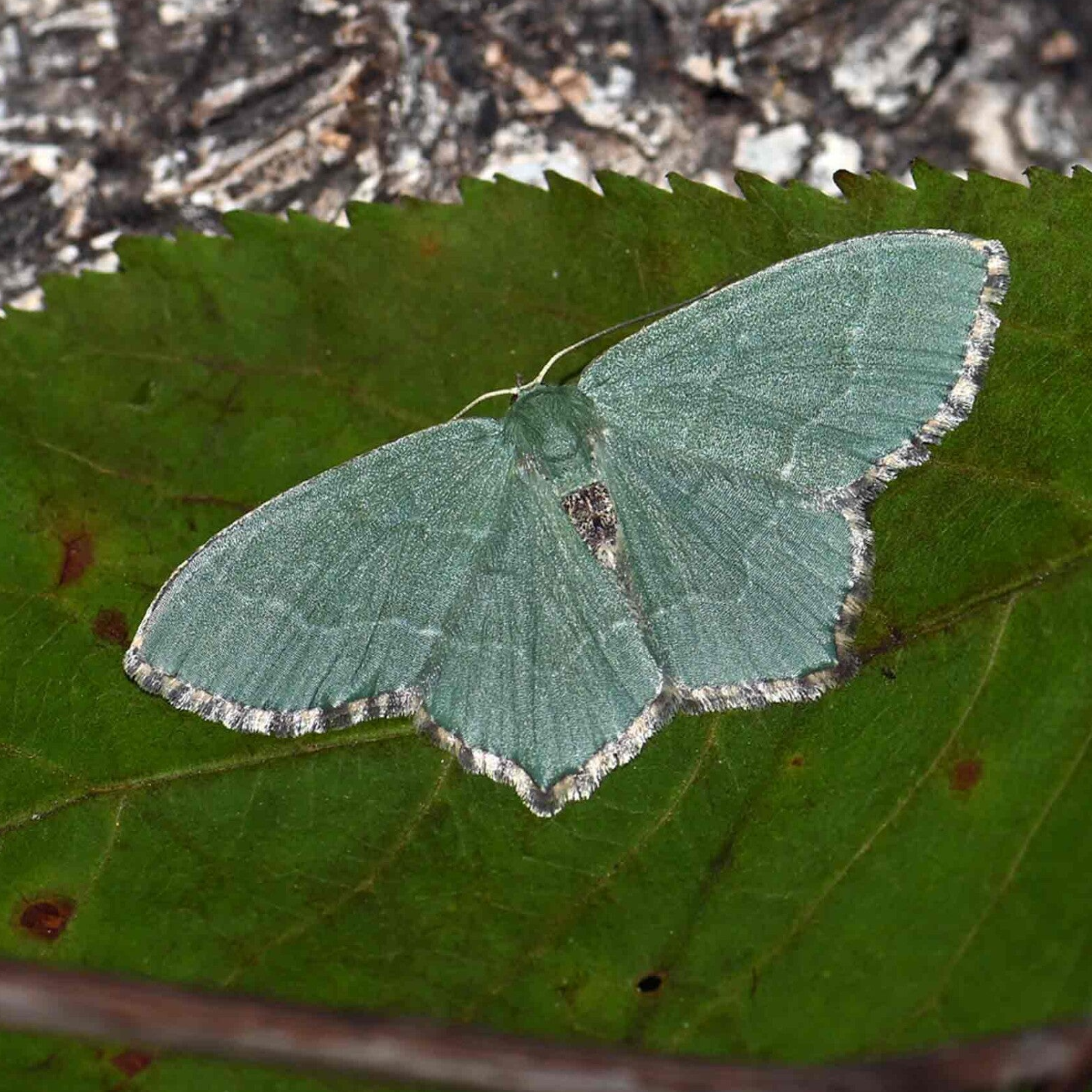 wir flattern auf heimische nachtfalter tagfalter raupen nahrungspflanzen österreich petra urbanek inge biller sabine gasparitz wirflatternauf bugs-team